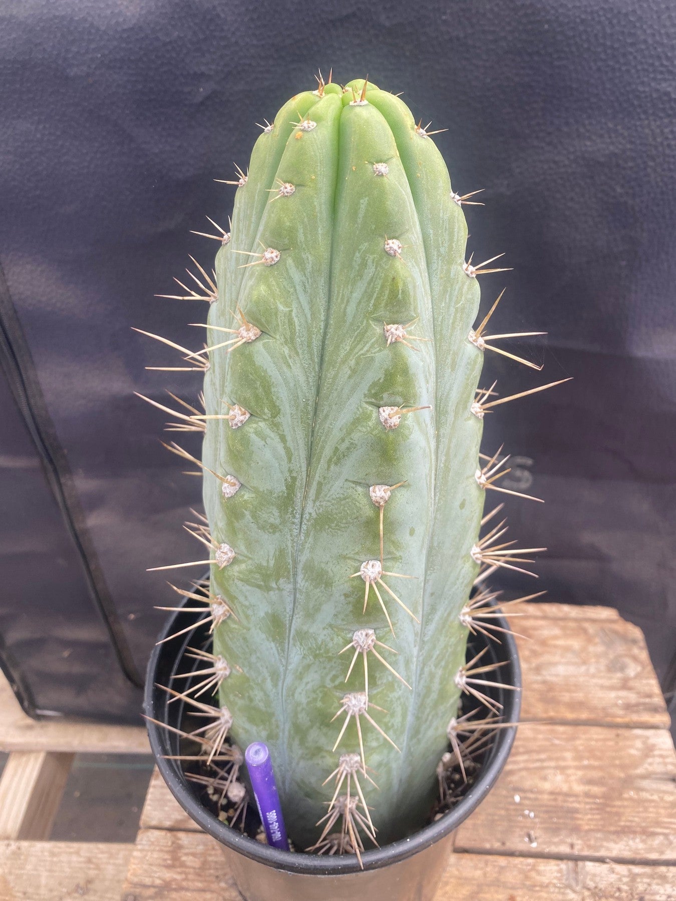 #EC63 EXACT Trichocereus Peruvianus Storage Yard Cactus Cutting 12.5"-Cactus - Large - Exact-The Succulent Source