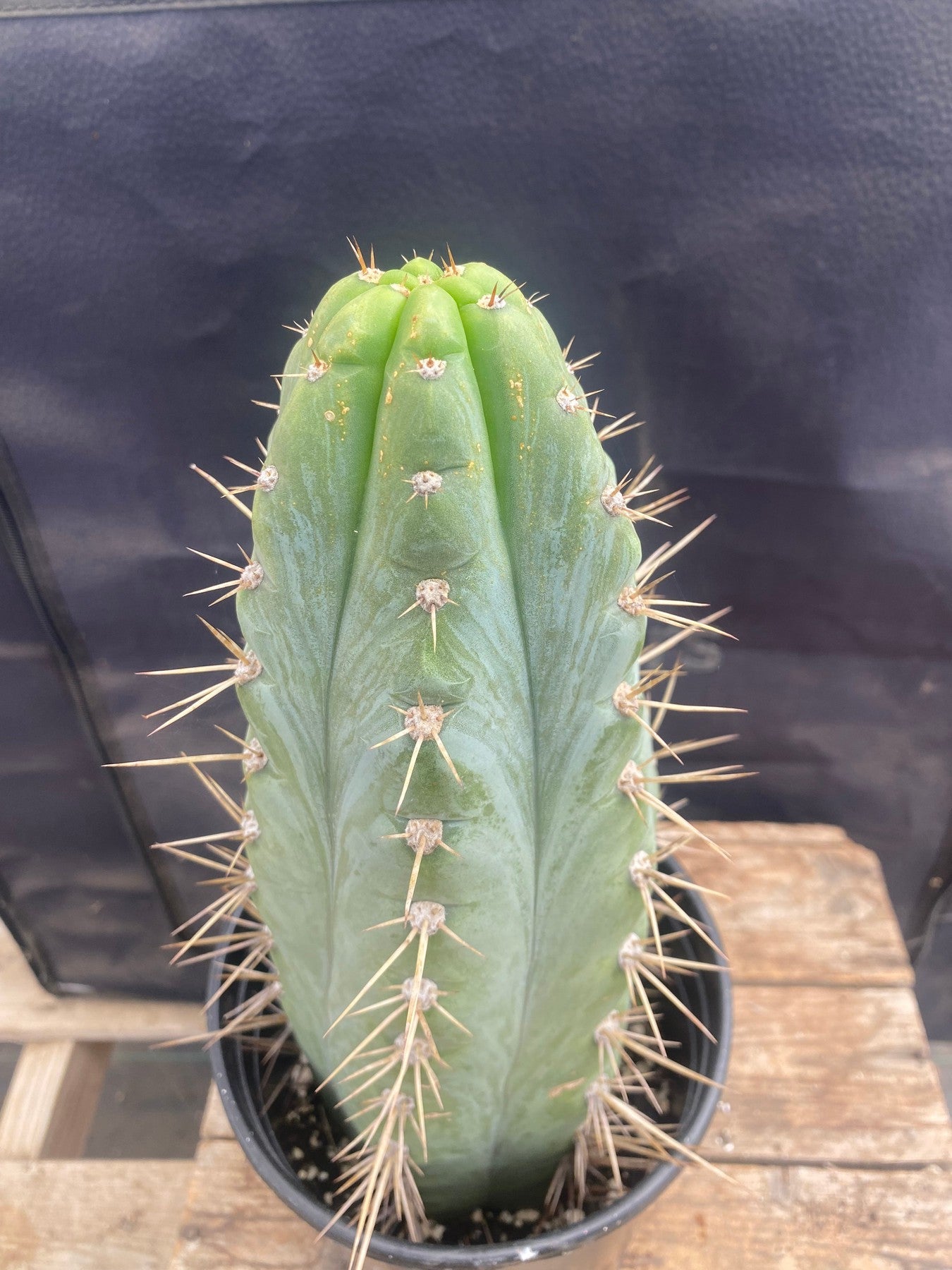 #EC63 EXACT Trichocereus Peruvianus Storage Yard Cactus Cutting 12.5"-Cactus - Large - Exact-The Succulent Source