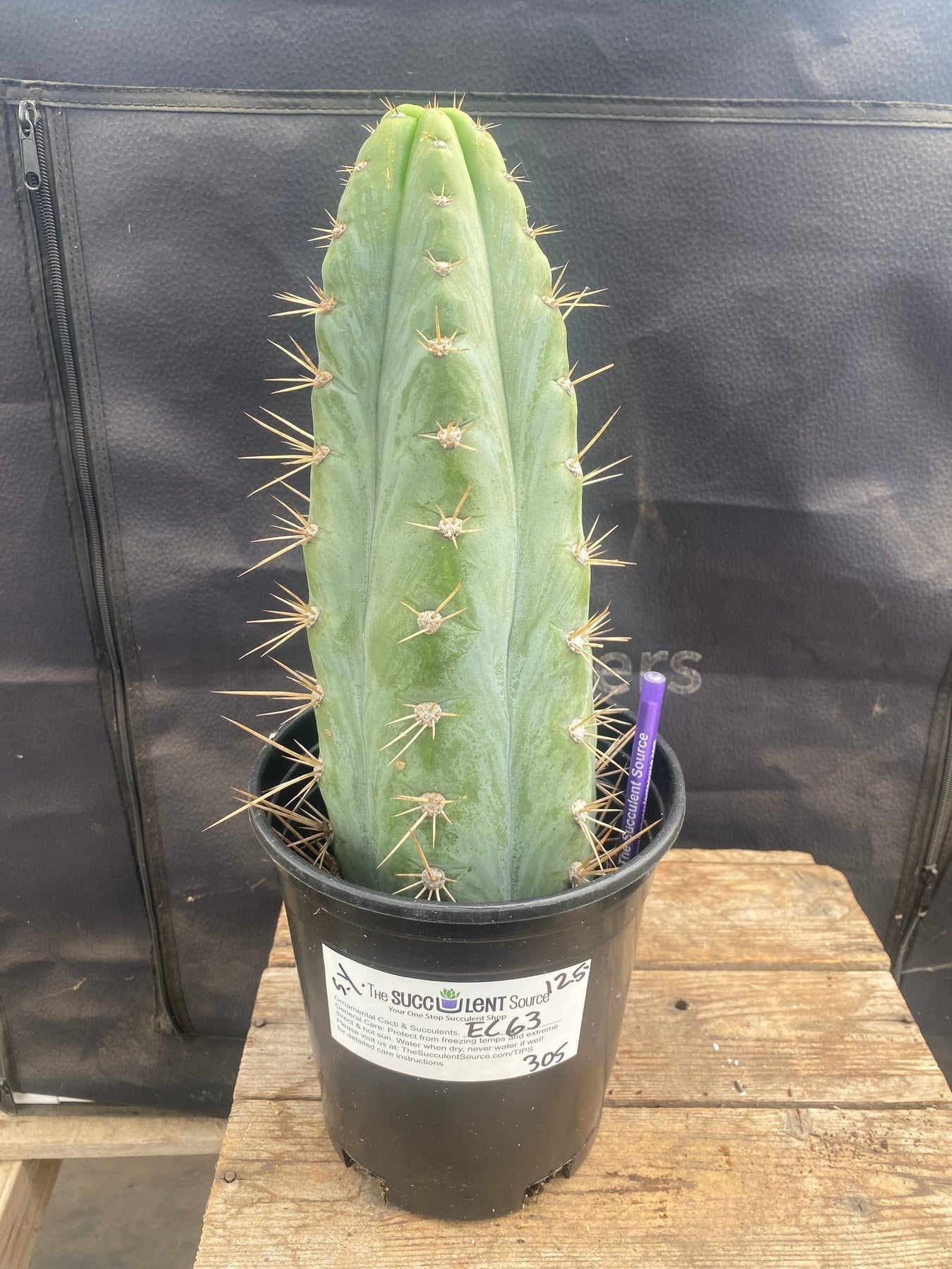 #EC63 EXACT Trichocereus Peruvianus Storage Yard Cactus Cutting 12.5"-Cactus - Large - Exact-The Succulent Source