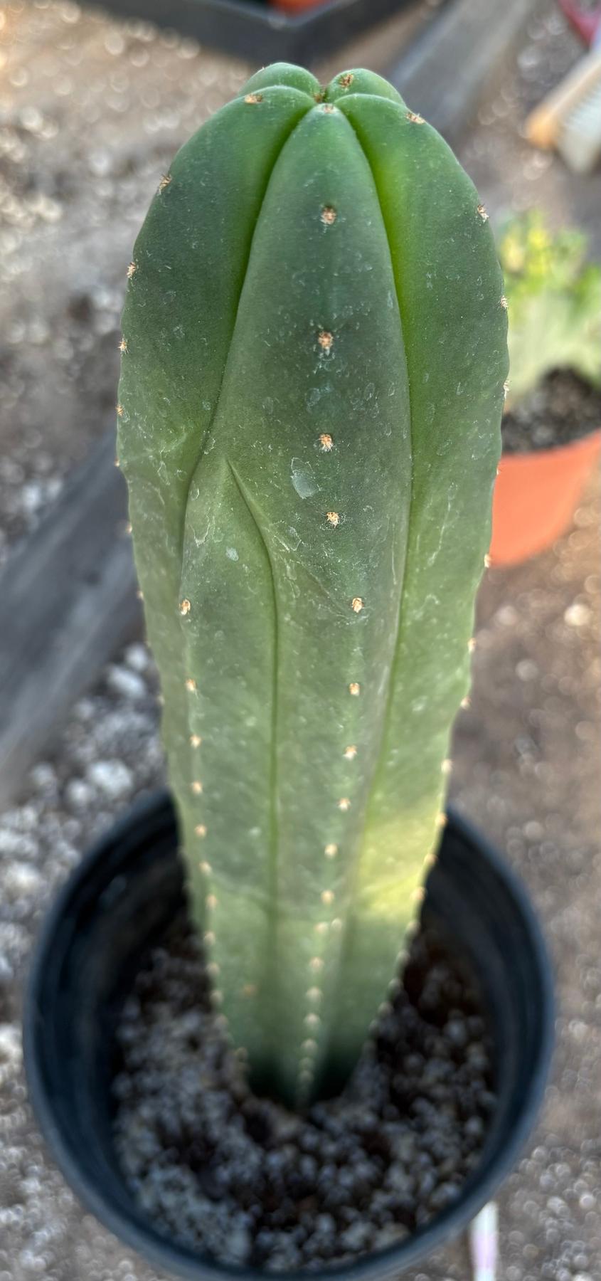 succulent source san pedro #EC63 EXACT Trichocereus Scopulicola Ripple X Scop Kesey Cactus 15”