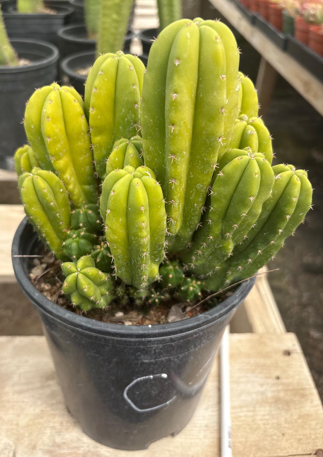 #EC63 Exact Trichocereus Scopulicola X TPC Cactus Potted options-Cactus - Large - Exact-The Succulent Source