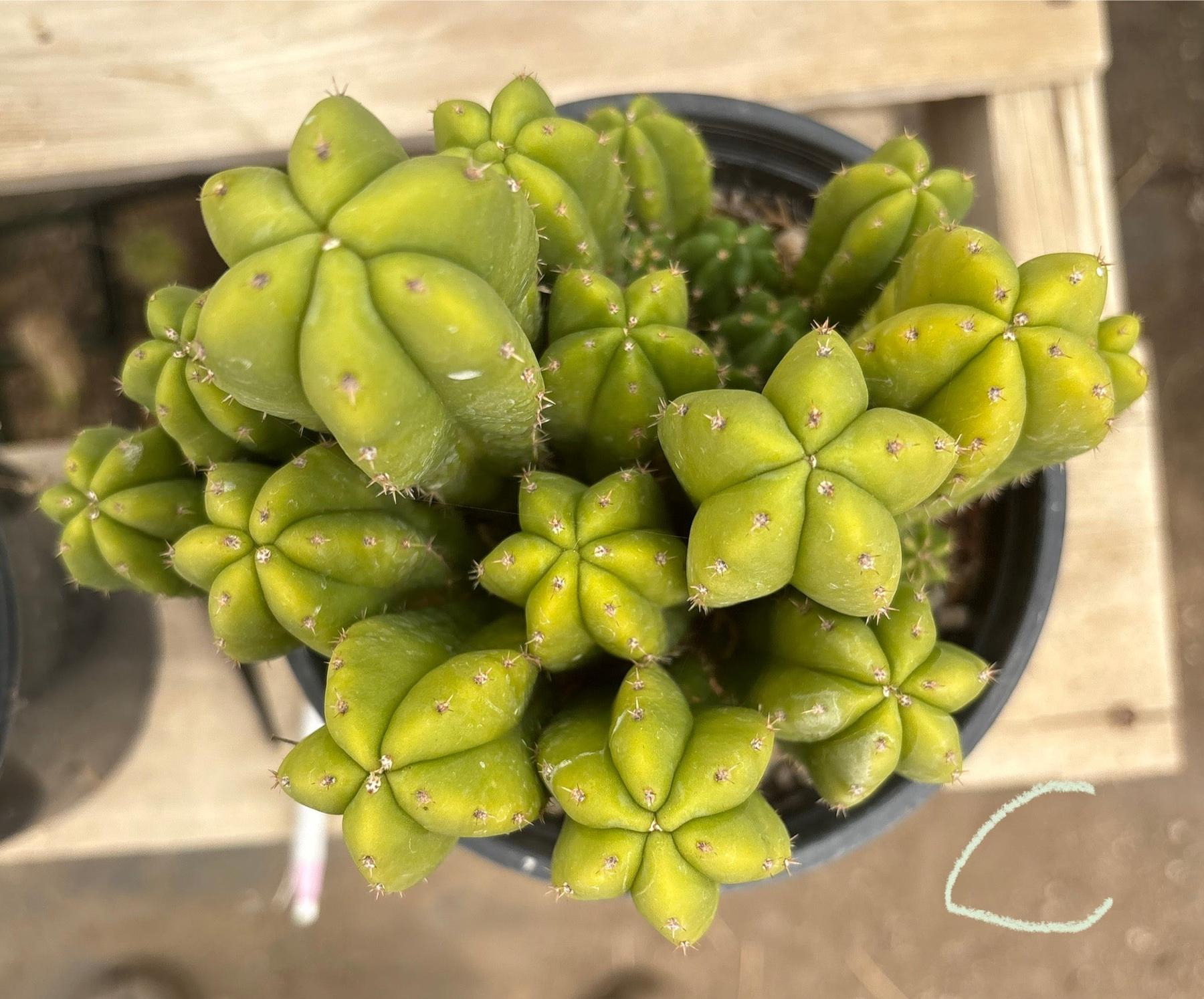 #EC63 Exact Trichocereus Scopulicola X TPC Cactus Potted options-Cactus - Large - Exact-The Succulent Source