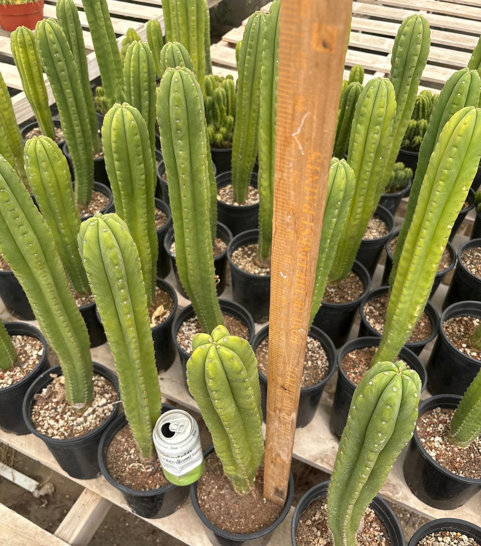 #EC63 Exact Trichocereus Scopulicola X TPC Cactus Potted options-Cactus - Large - Exact-The Succulent Source