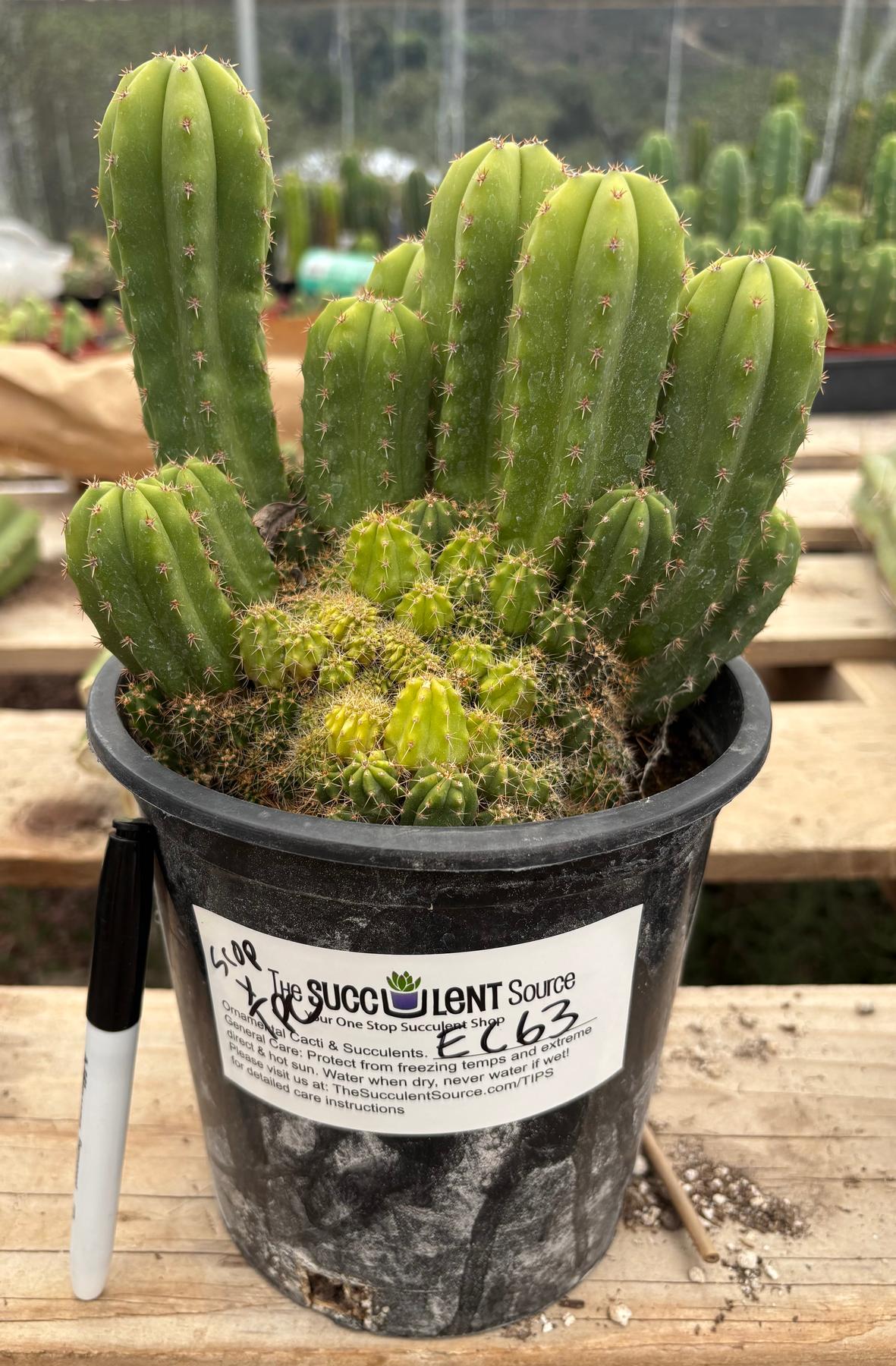 #EC63 Exact Trichocereus Scopulicola X TPC Cactus Potted options-Cactus - Large - Exact-The Succulent Source