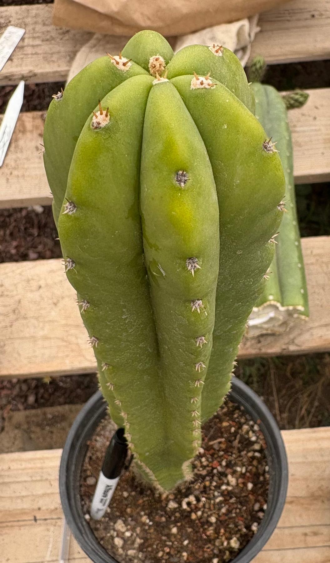 #EC63 Exact Trichocereus Scopulicola X TPC Cactus Potted options-Cactus - Large - Exact-The Succulent Source