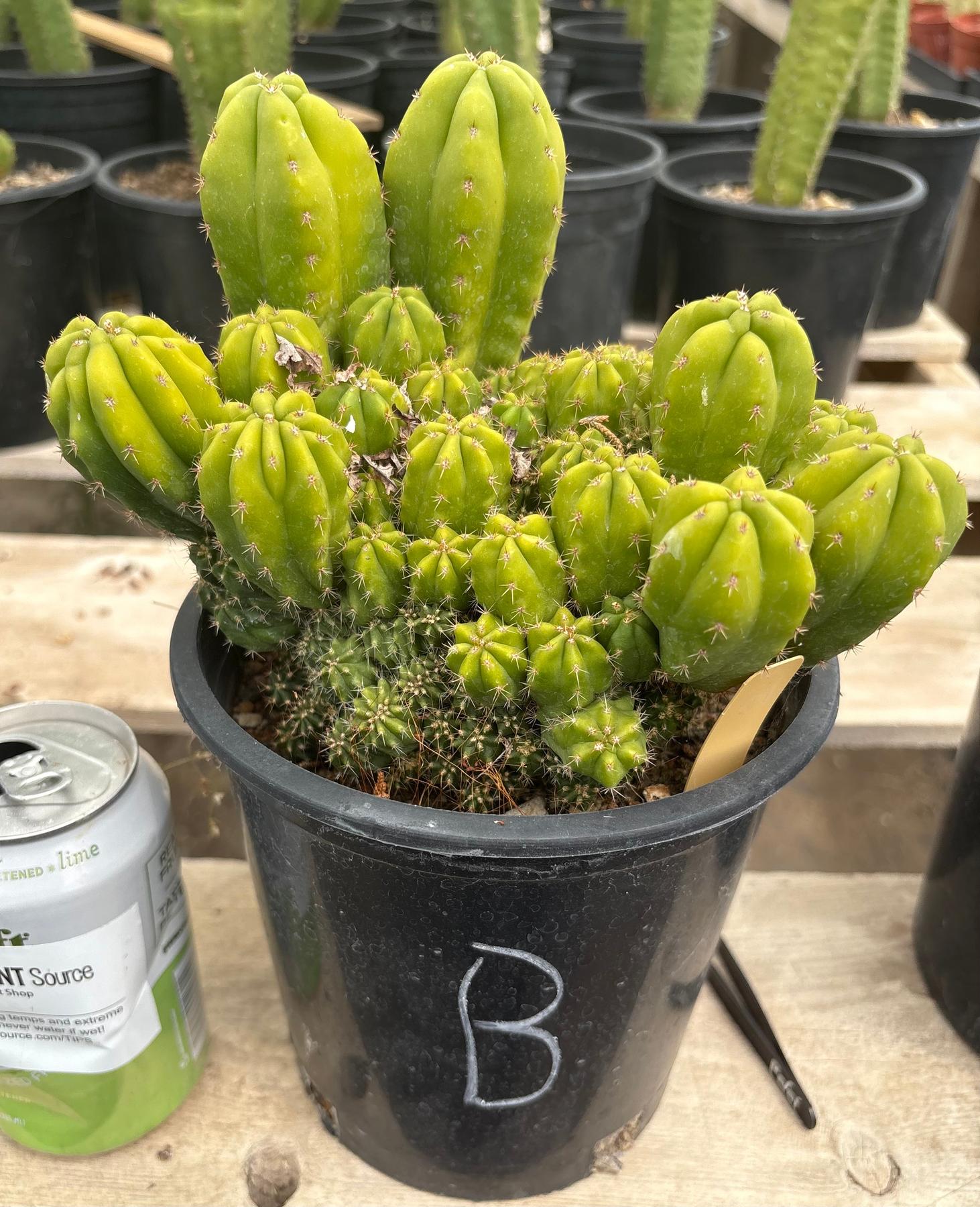 #EC63 Exact Trichocereus Scopulicola X TPC Cactus Potted options-Cactus - Large - Exact-The Succulent Source