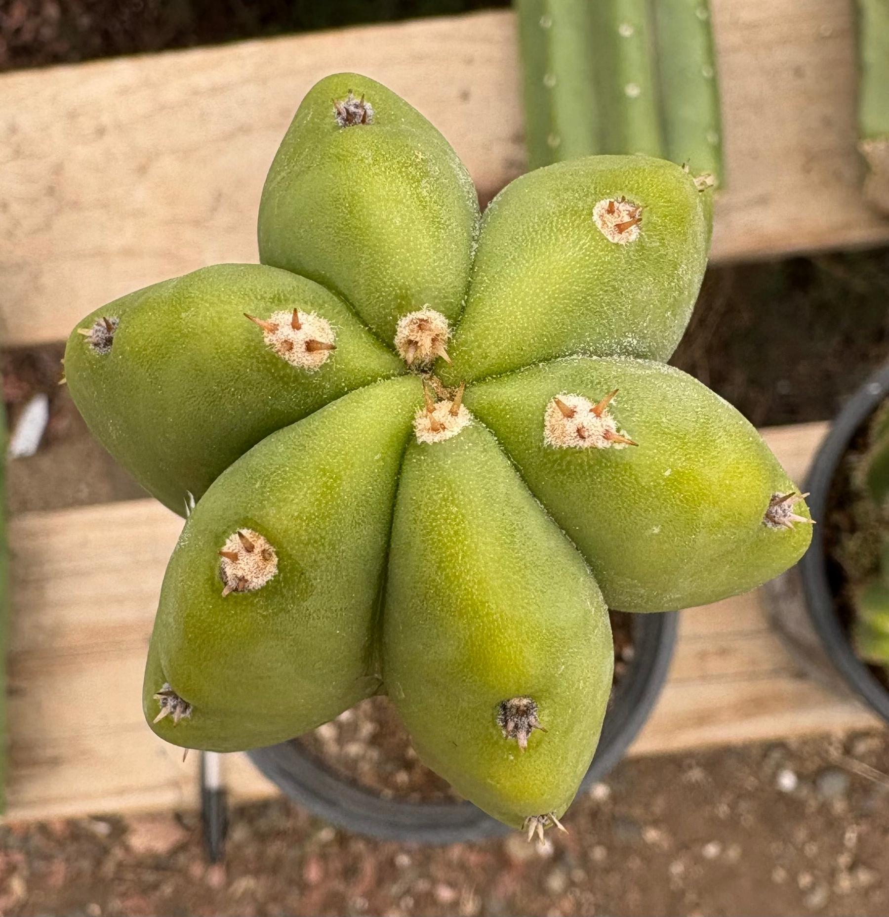 #EC63 Exact Trichocereus Scopulicola X TPC Cactus Potted options-Cactus - Large - Exact-The Succulent Source