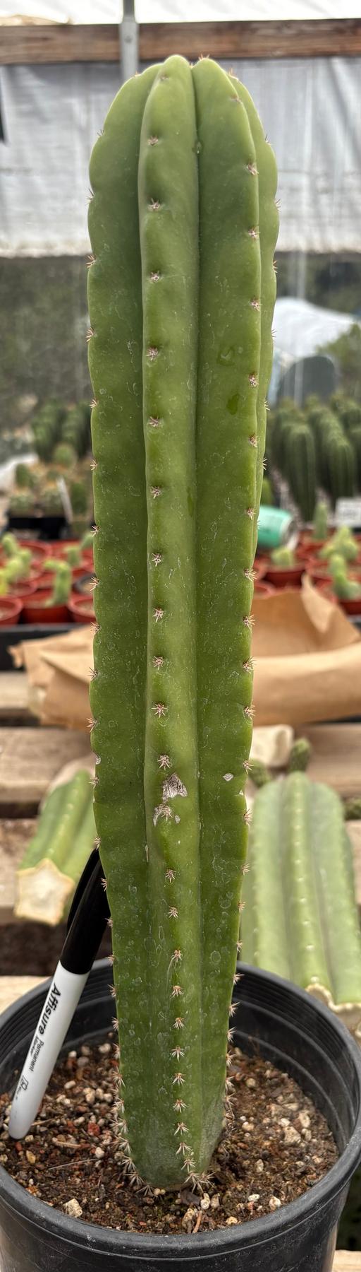 #EC63 Exact Trichocereus Scopulicola X TPC Cactus Potted options-Cactus - Large - Exact-The Succulent Source