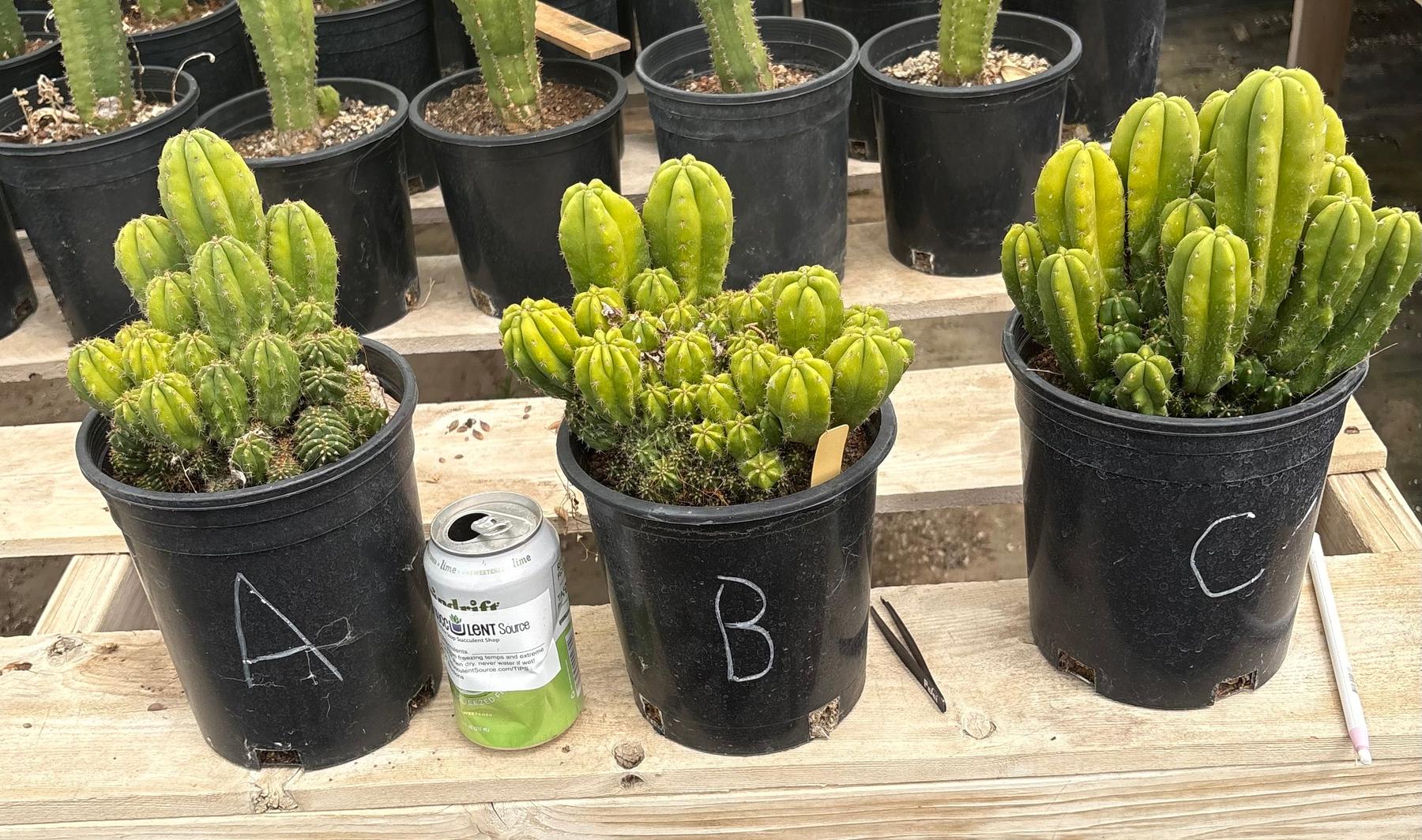 #EC63 Exact Trichocereus Scopulicola X TPC Cactus Potted options-Cactus - Large - Exact-The Succulent Source