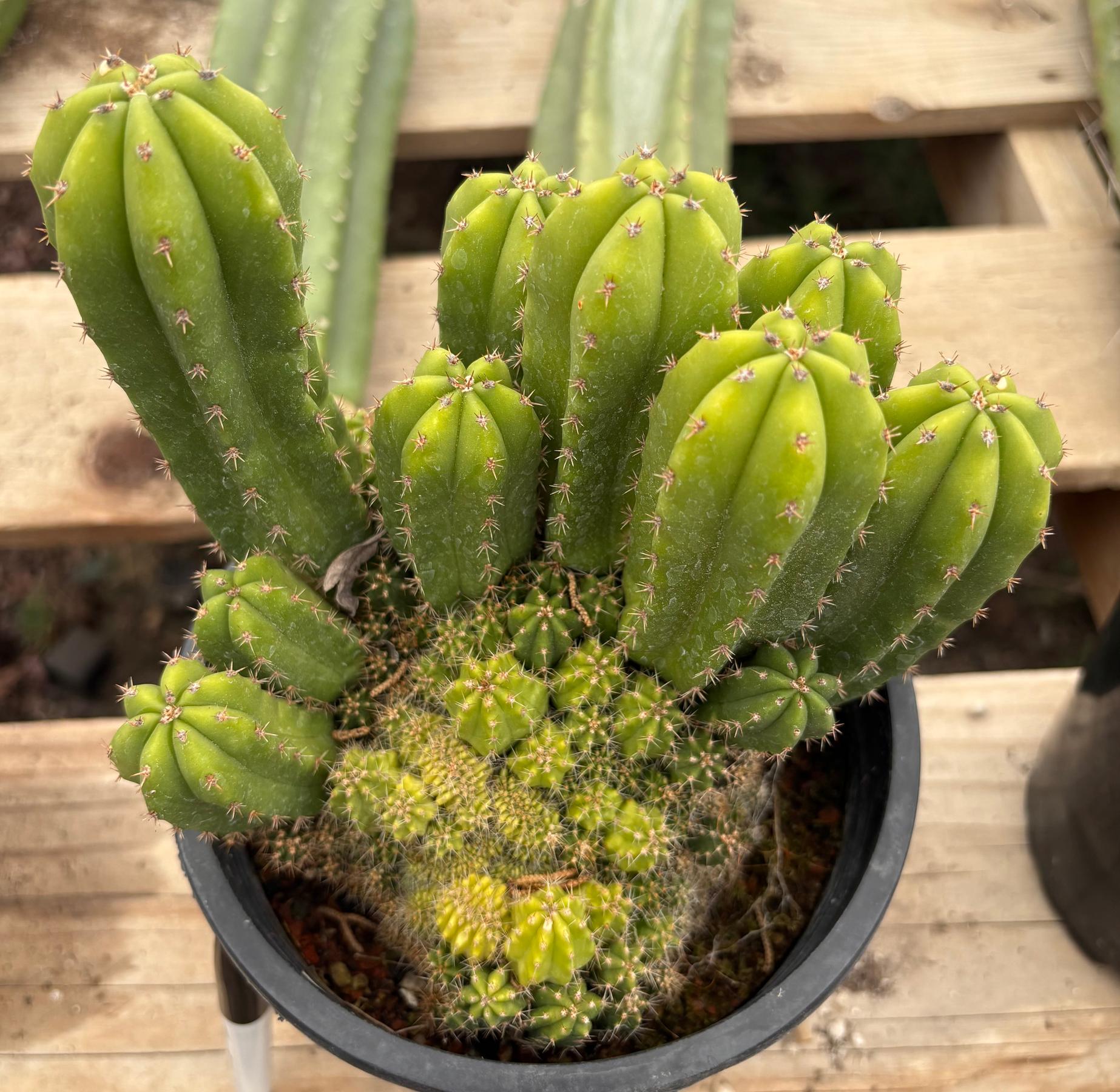 #EC63 Exact Trichocereus Scopulicola X TPC Cactus Potted options-Cactus - Large - Exact-The Succulent Source