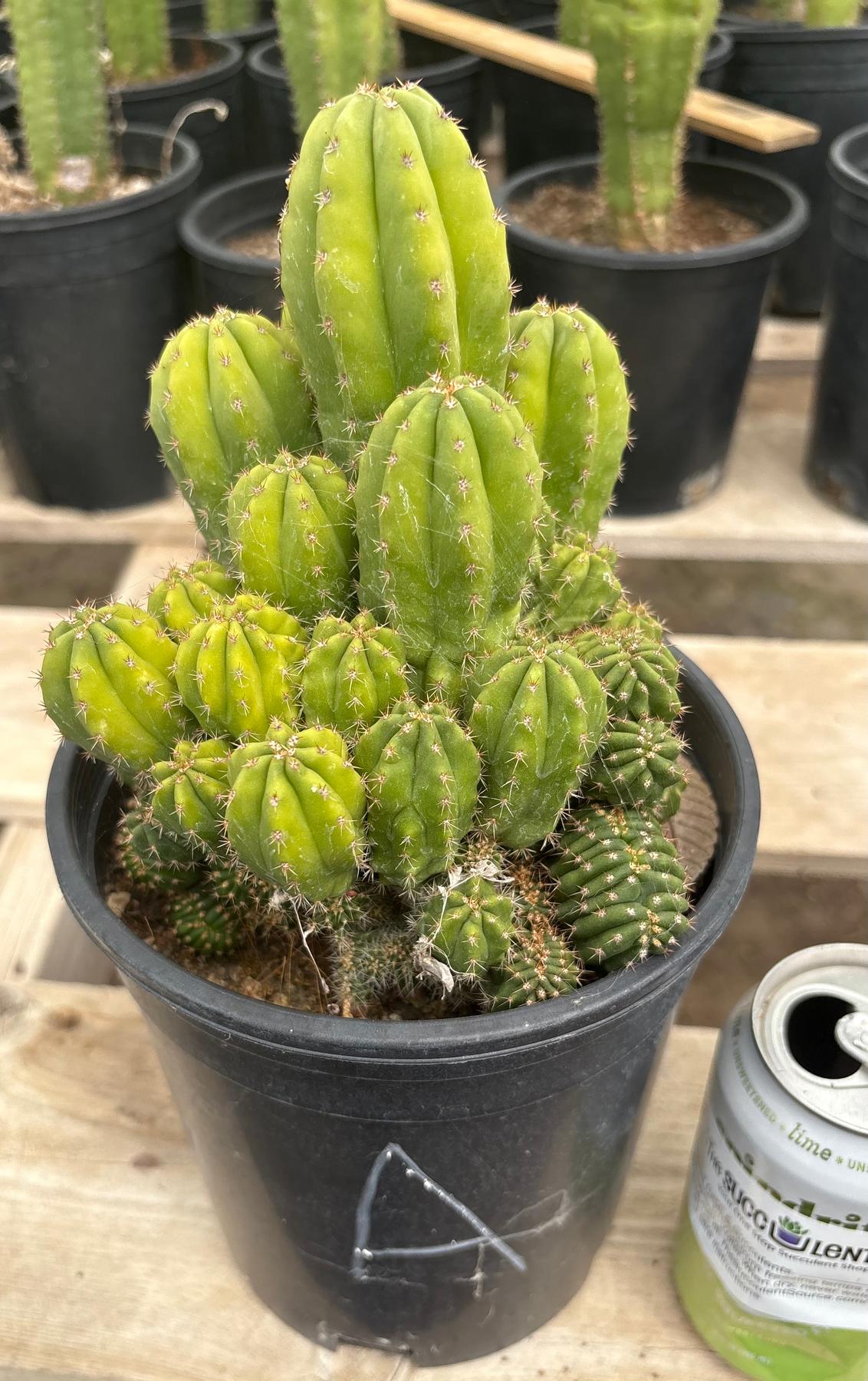 #EC63 Exact Trichocereus Scopulicola X TPC Cactus Potted options-Cactus - Large - Exact-The Succulent Source