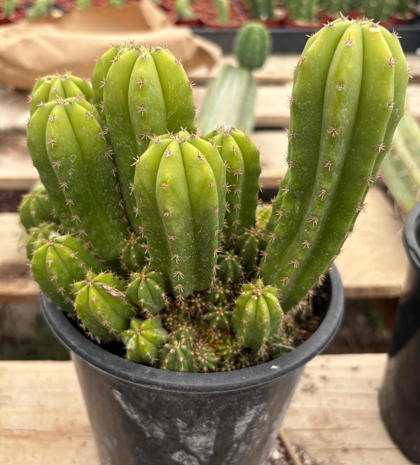 #EC63 Exact Trichocereus Scopulicola X TPC Cactus Potted options-Cactus - Large - Exact-The Succulent Source