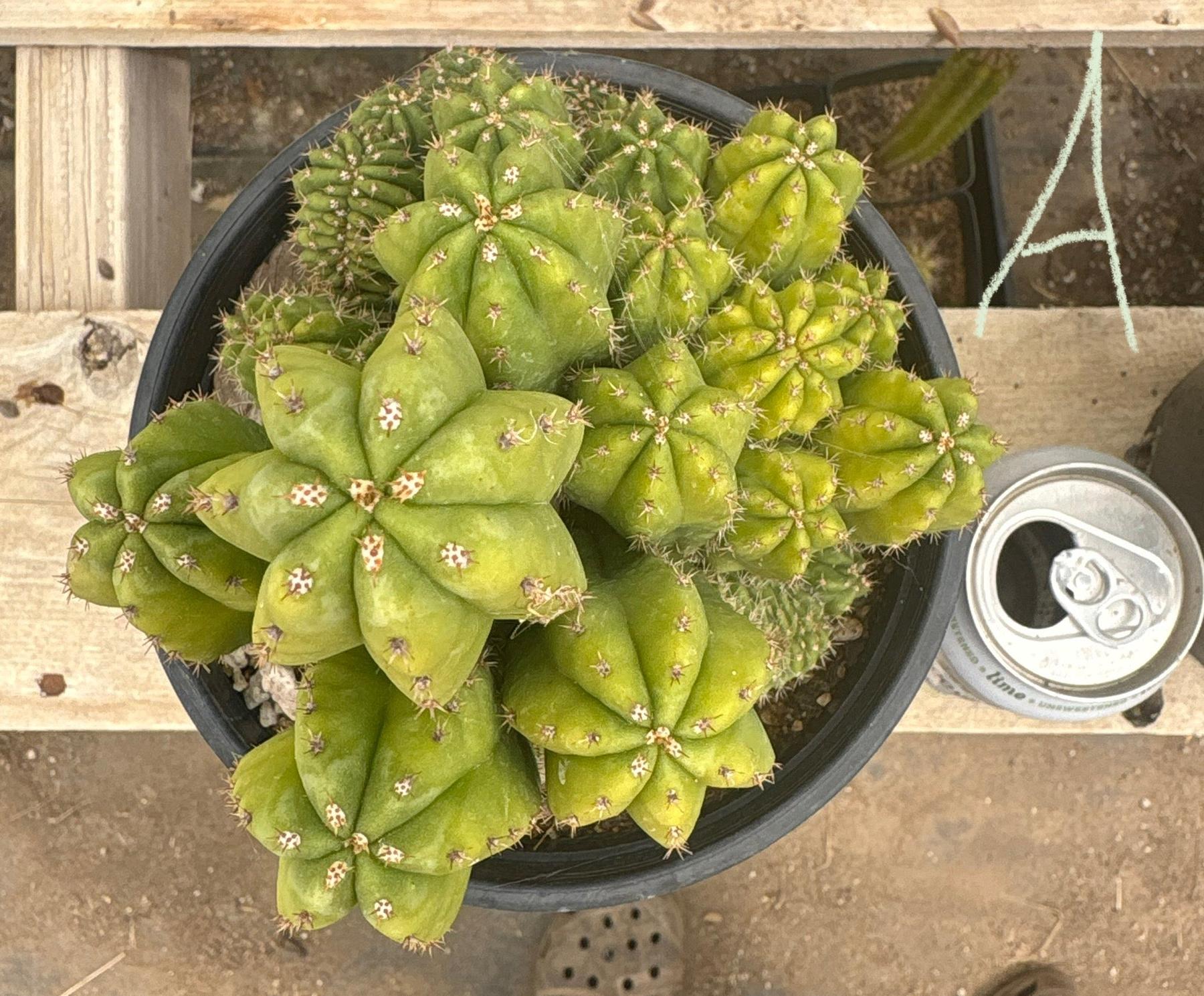 #EC63 Exact Trichocereus Scopulicola X TPC Cactus Potted options-Cactus - Large - Exact-The Succulent Source