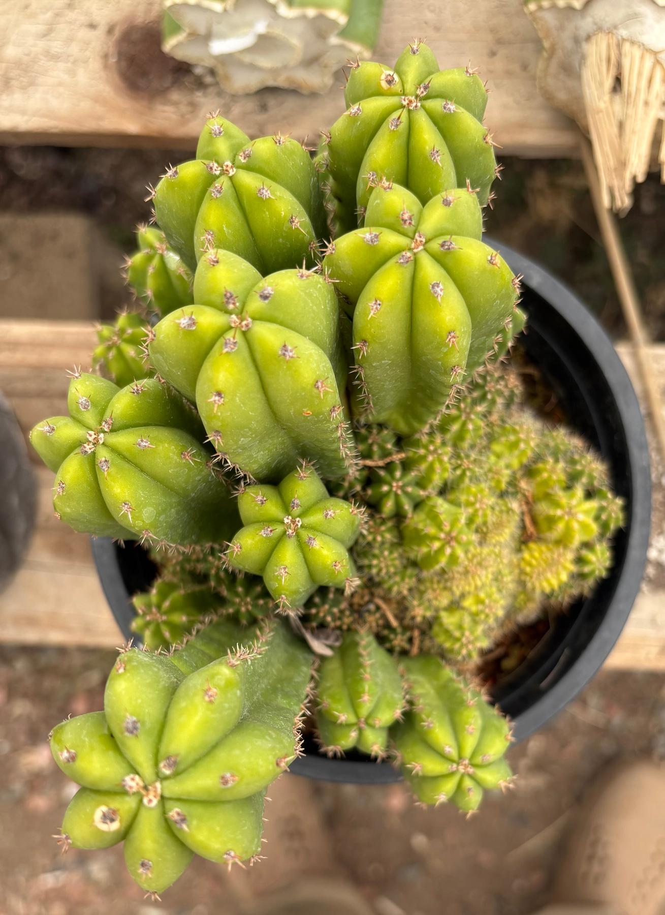 #EC63 Exact Trichocereus Scopulicola X TPC Cactus Potted options-Cactus - Large - Exact-The Succulent Source