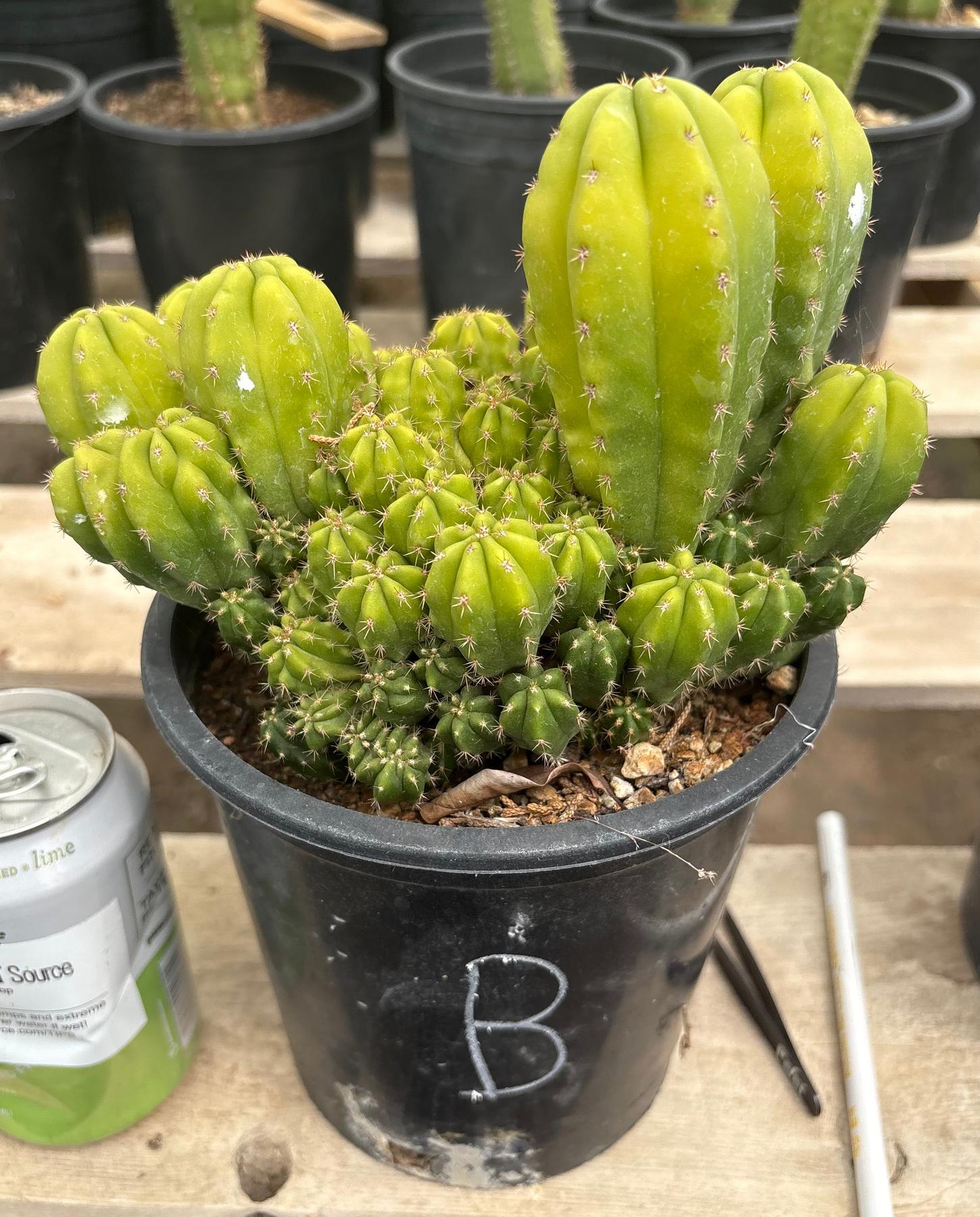 #EC63 Exact Trichocereus Scopulicola X TPC Cactus Potted options-Cactus - Large - Exact-The Succulent Source