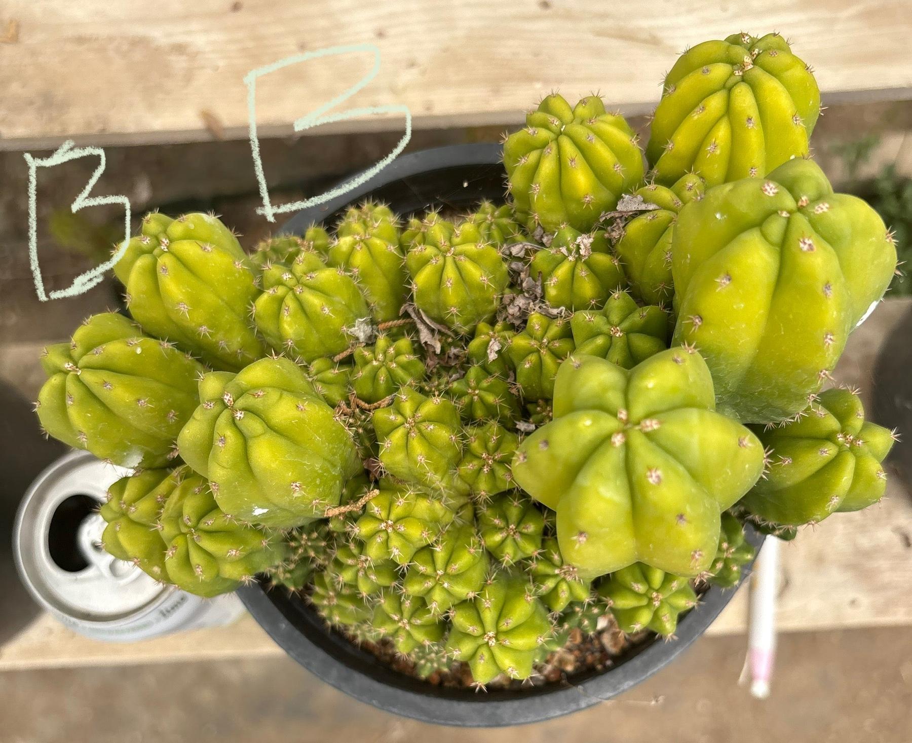 #EC63 Exact Trichocereus Scopulicola X TPC Cactus Potted options-Cactus - Large - Exact-The Succulent Source