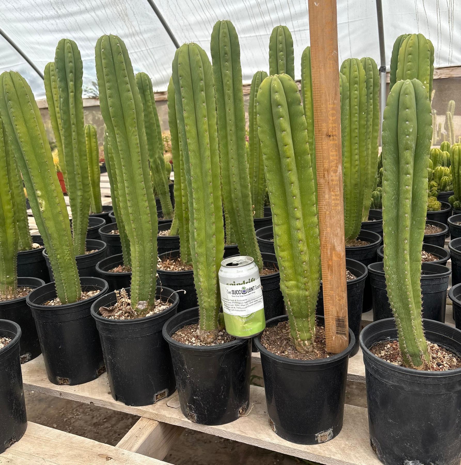 #EC63 Exact Trichocereus Scopulicola X TPC Cactus Potted options-Cactus - Large - Exact-The Succulent Source