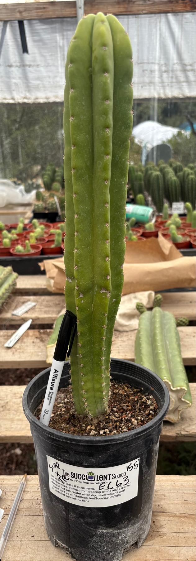#EC63 Exact Trichocereus Scopulicola X TPC Cactus Potted options-Cactus - Large - Exact-The Succulent Source