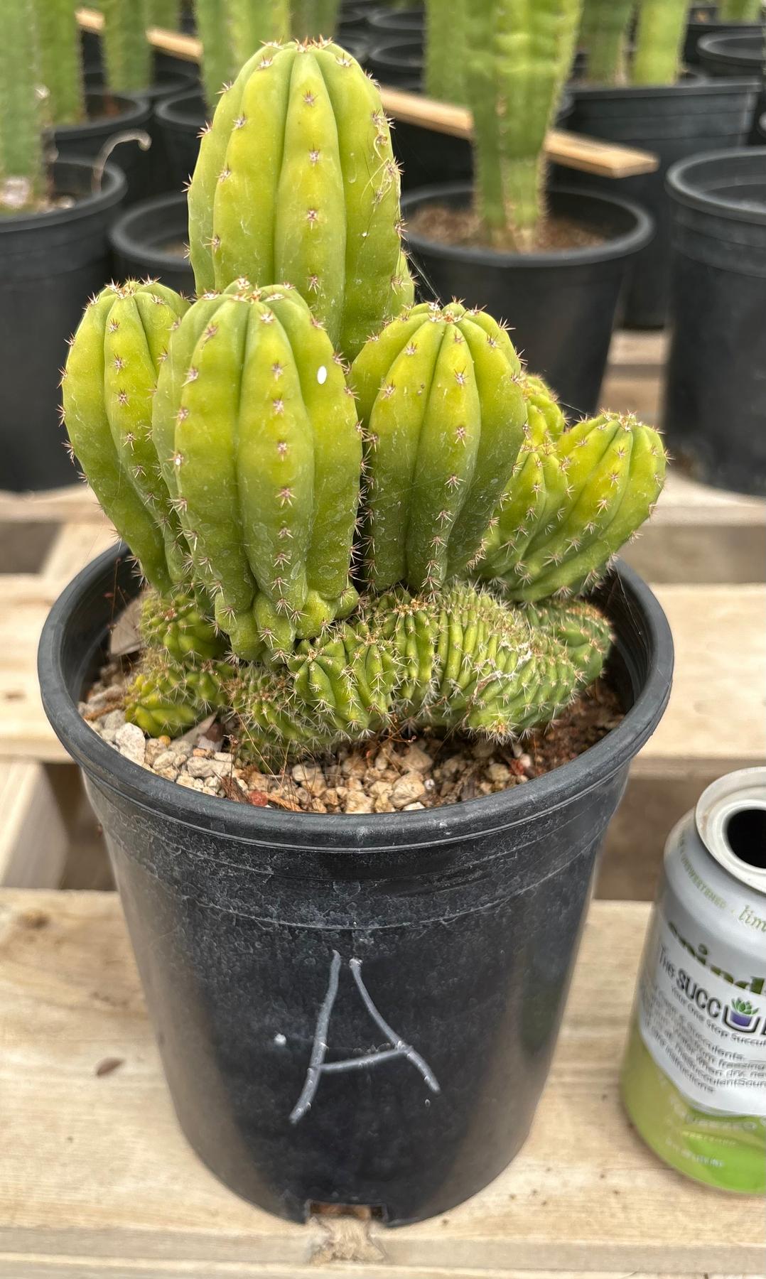 #EC63 Exact Trichocereus Scopulicola X TPC Cactus Potted options-Cactus - Large - Exact-The Succulent Source
