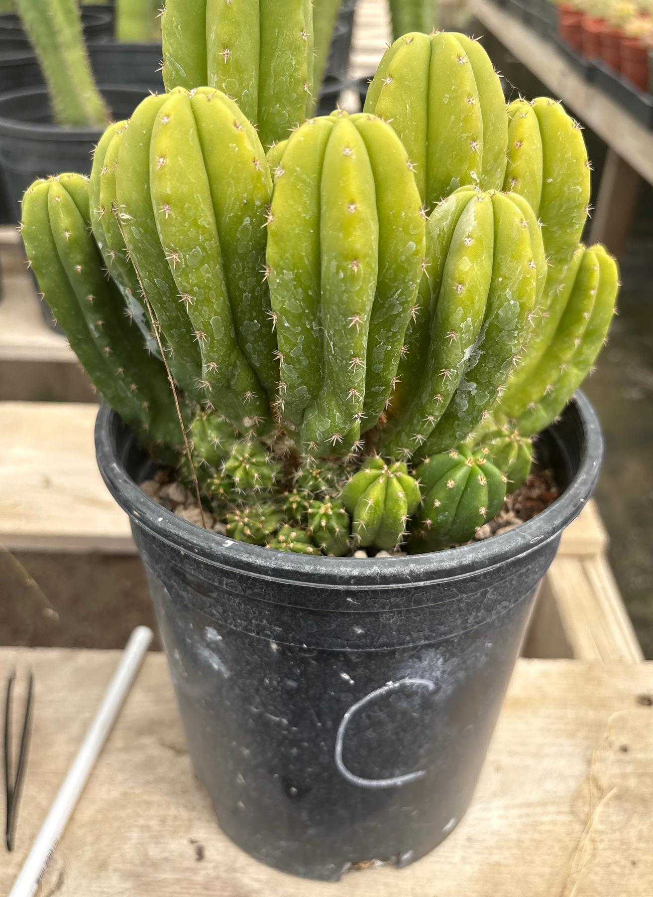 #EC63 Exact Trichocereus Scopulicola X TPC Cactus Potted options-Cactus - Large - Exact-The Succulent Source