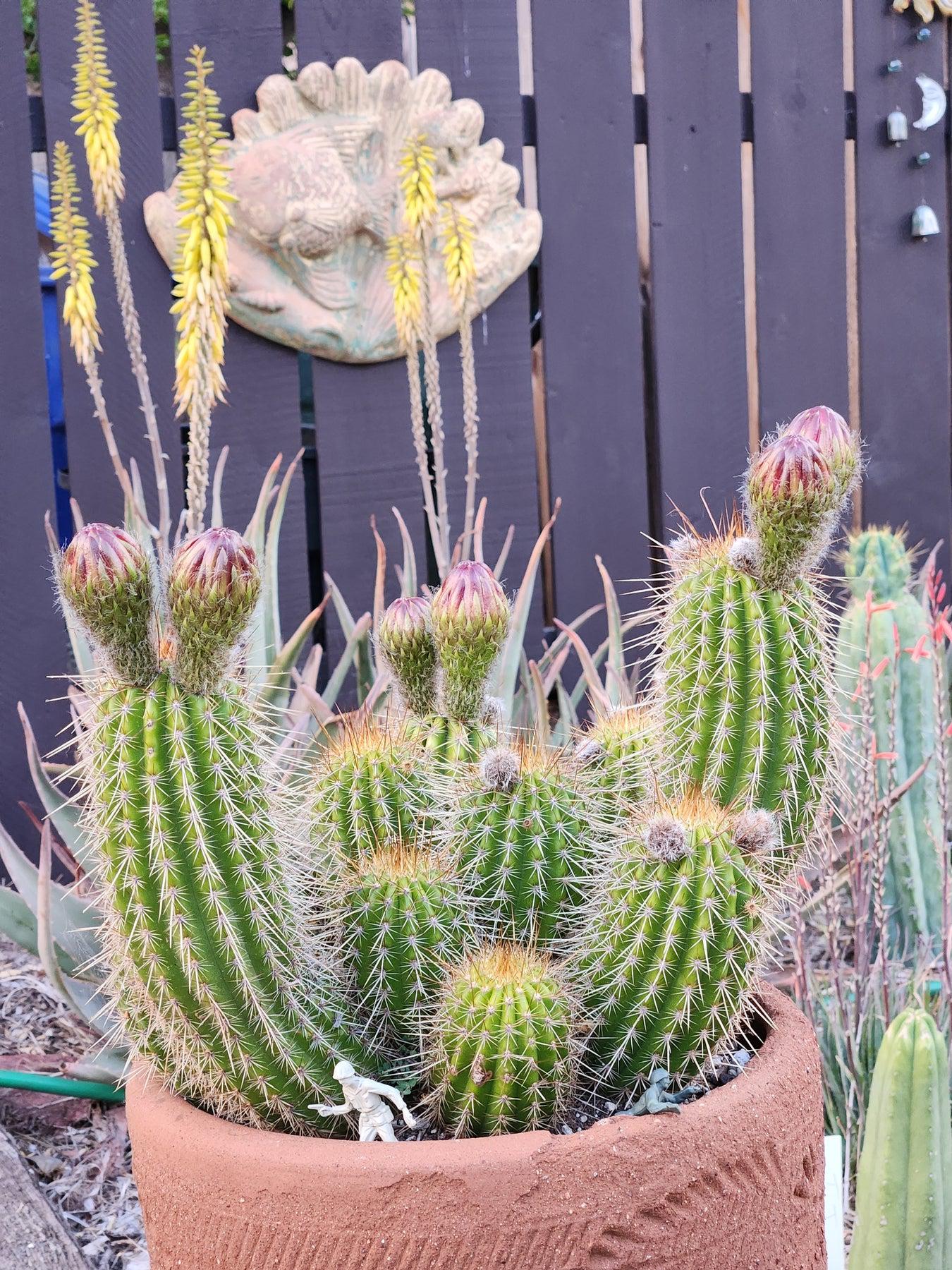 #EC65 EXACT Tricholobivia Hybrid "Pinkie" Cactus specimen-Cactus - Large - Exact-The Succulent Source