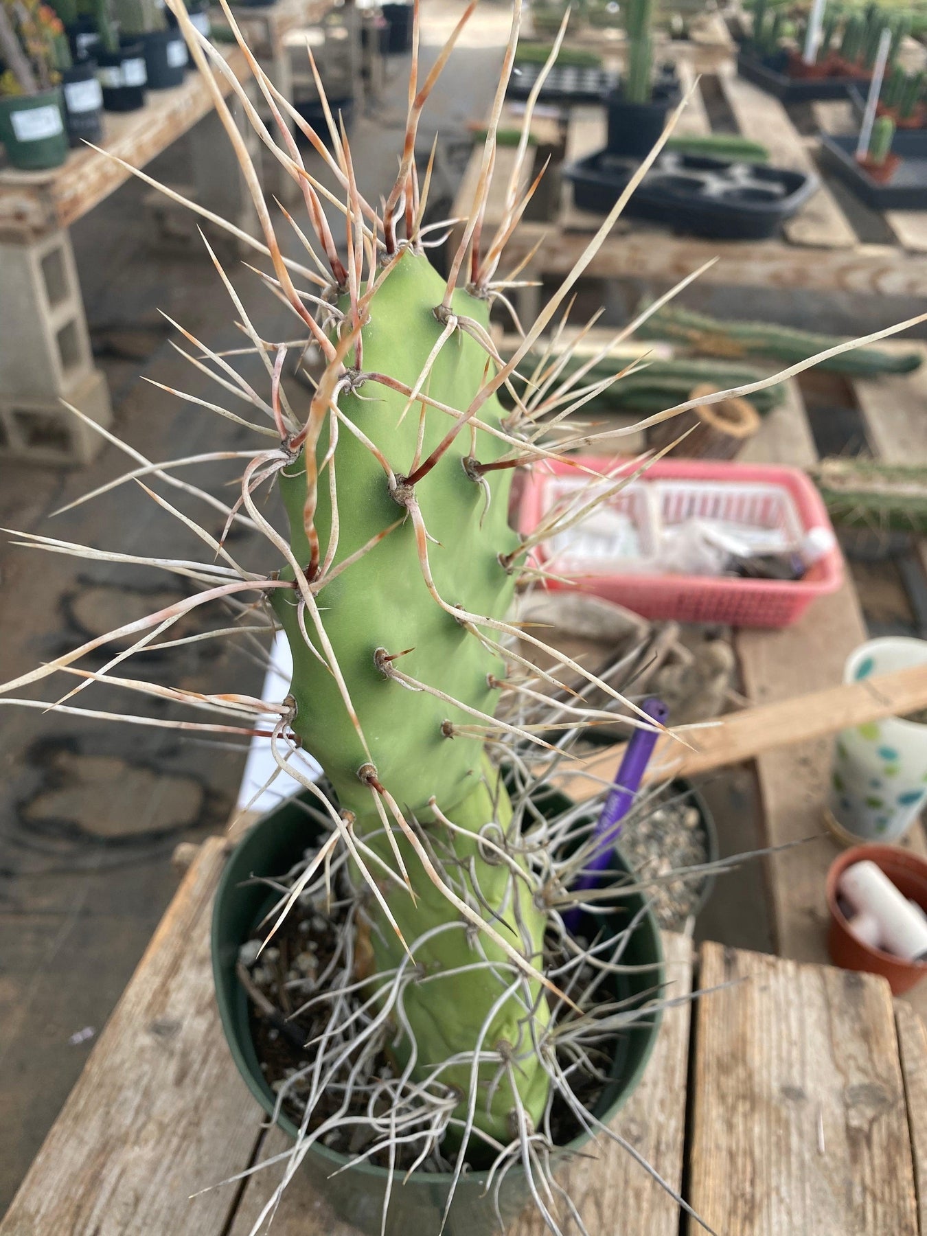 #EC66 EXACT Opuntia Sulfurea-Cactus - Large - Exact-The Succulent Source