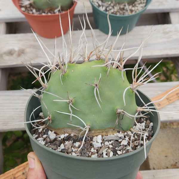 EC66 EXACT Opuntia Sulphurea