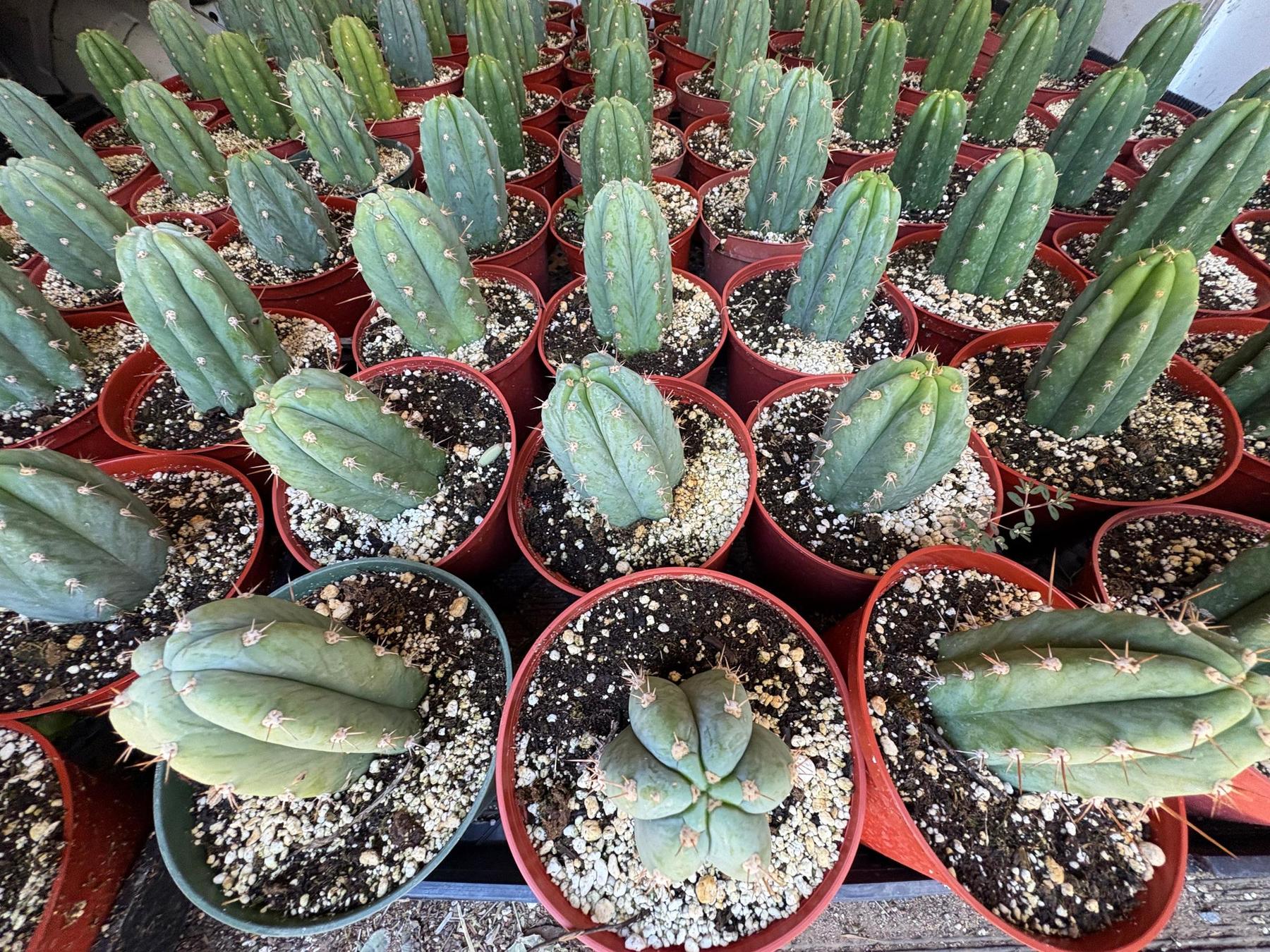 San Pedro Cactus for Sale Trichocereus - #EC67 EXACT Trichocereus