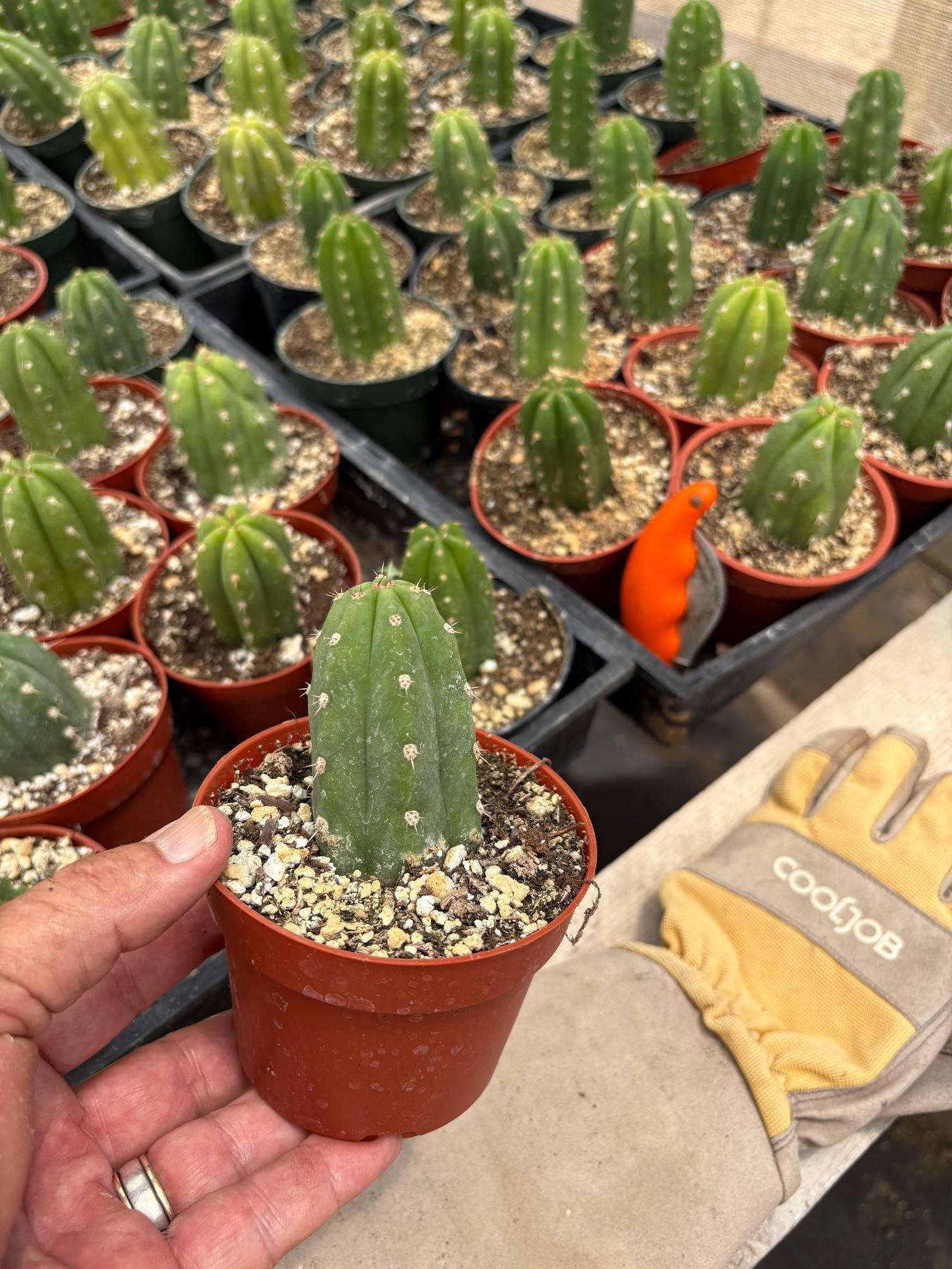 San Pedro Cactus for Sale Trichocereus - #EC67 EXACT Trichocereus