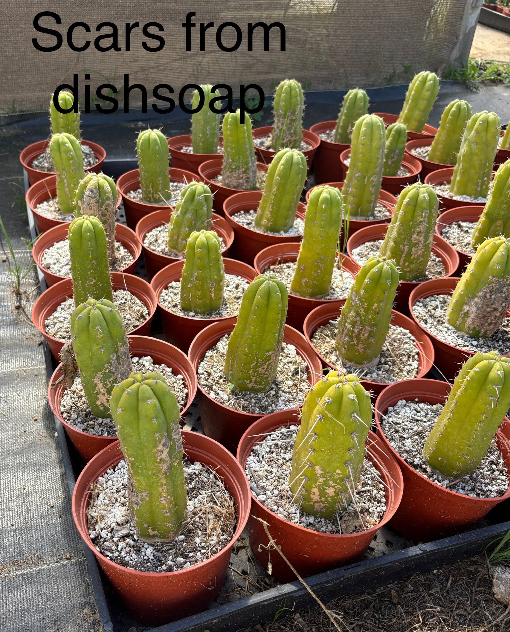 San Pedro Cactus for Sale Trichocereus - #EC67 EXACT Trichocereus