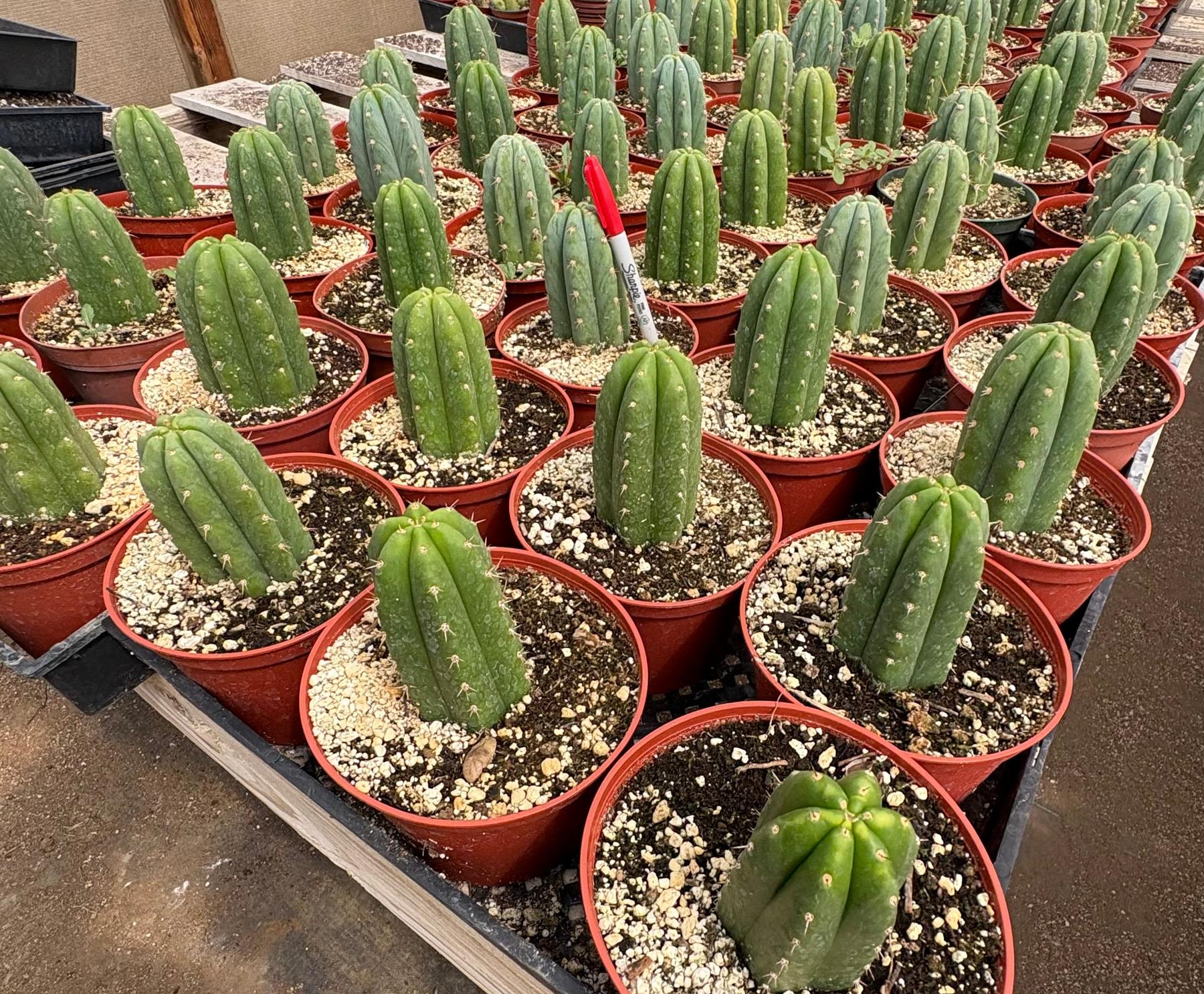 #EC67 EXACT Trichocereus Pachanoi 46