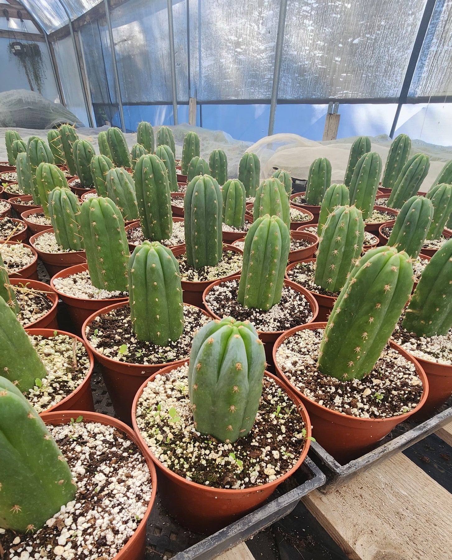 #EC67 EXACT Trichocereus Pachanoi "46" in 6" container-Cactus - Large - Exact-The Succulent Source