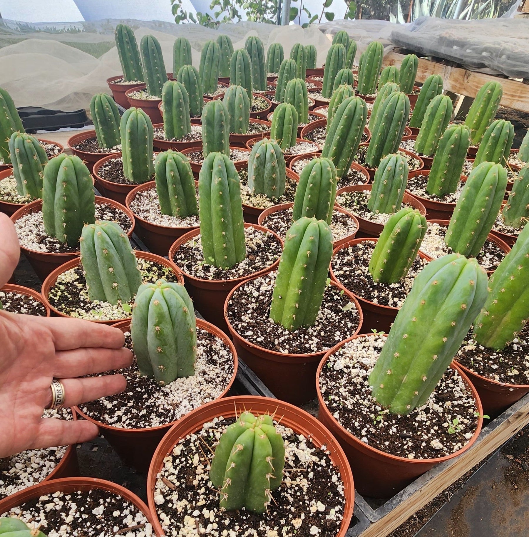 #EC67 EXACT Trichocereus Pachanoi "46" in 6" container-Cactus - Large - Exact-The Succulent Source