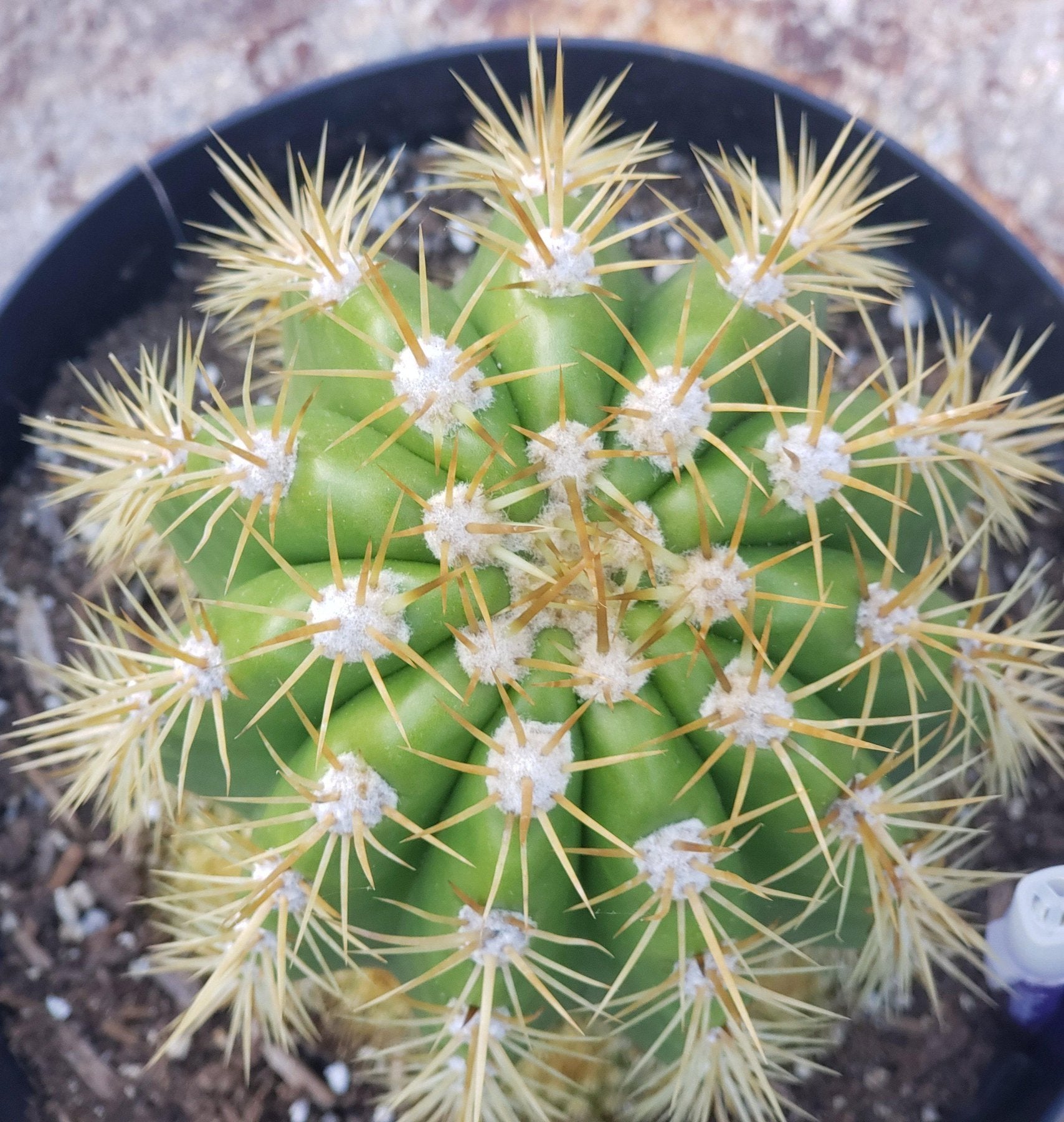 #EC68 Exact Trichocereus Sun Goddess Cactus-Cactus - Large - Exact-The Succulent Source