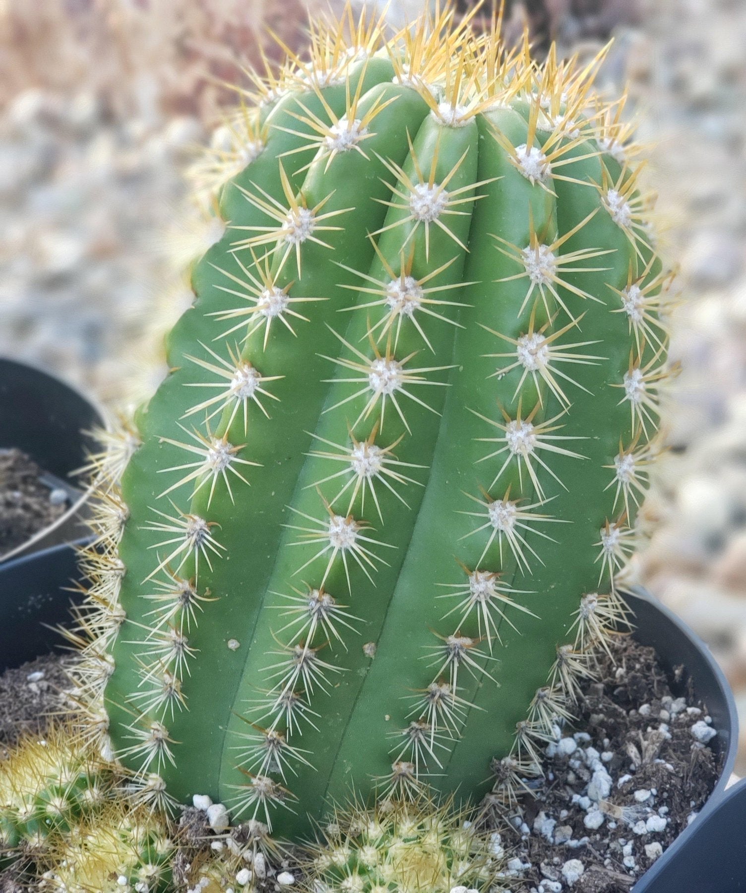 #EC68 Exact Trichocereus Sun Goddess Cactus-Cactus - Large - Exact-The Succulent Source