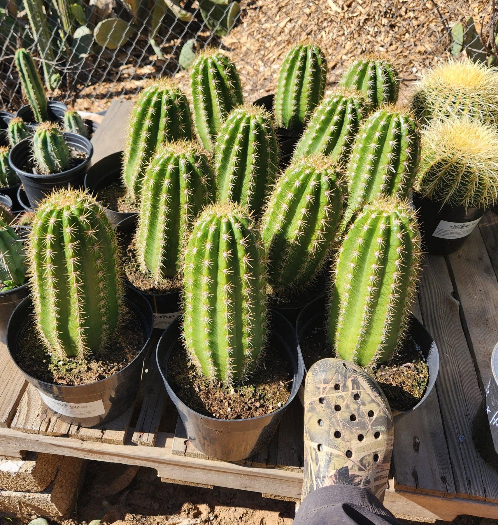 #EC68 Exact Trichocereus Sun Goddess Cactus-Cactus - Large - Exact-The Succulent Source