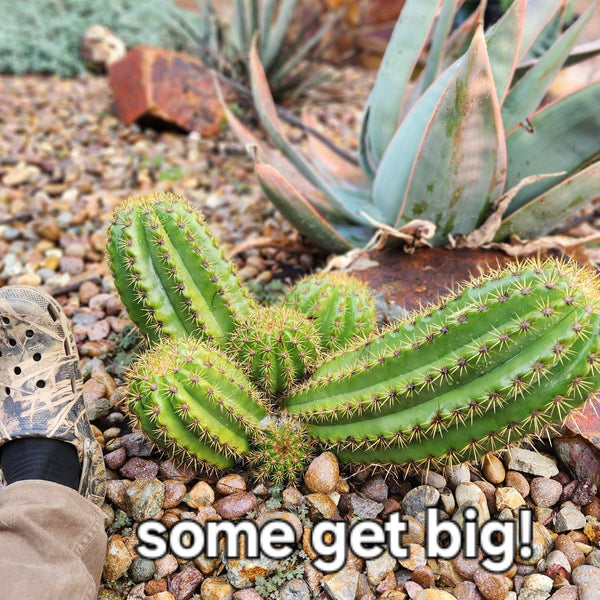 San Pedro Cactus for Sale Trichocereus