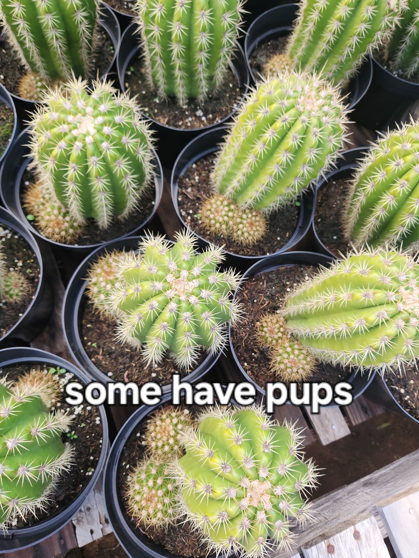 #EC68 Exact Trichocereus Sun Goddess Cactus-Cactus - Large - Exact-The Succulent Source