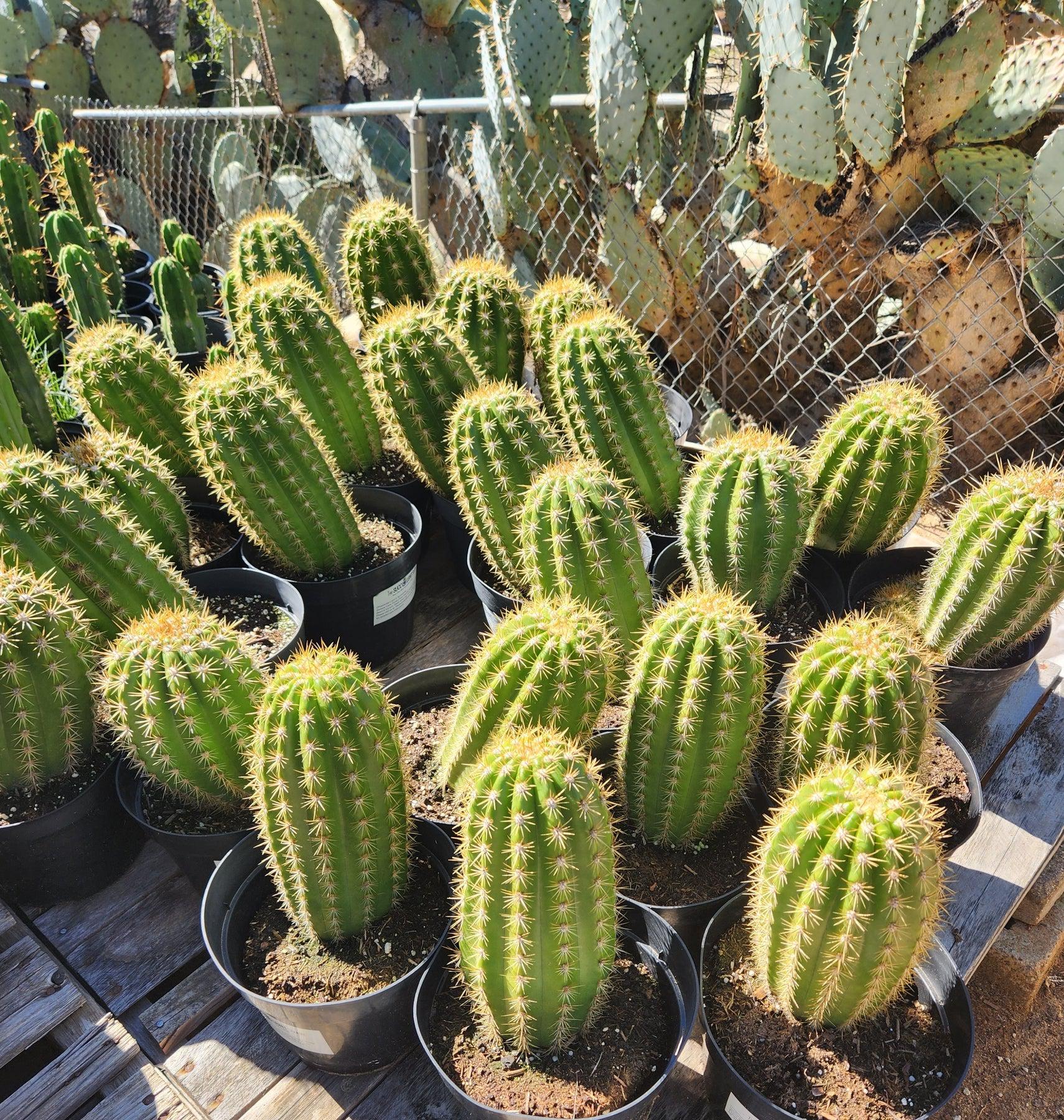 #EC68 Exact Trichocereus Sun Goddess Cactus-Cactus - Large - Exact-The Succulent Source