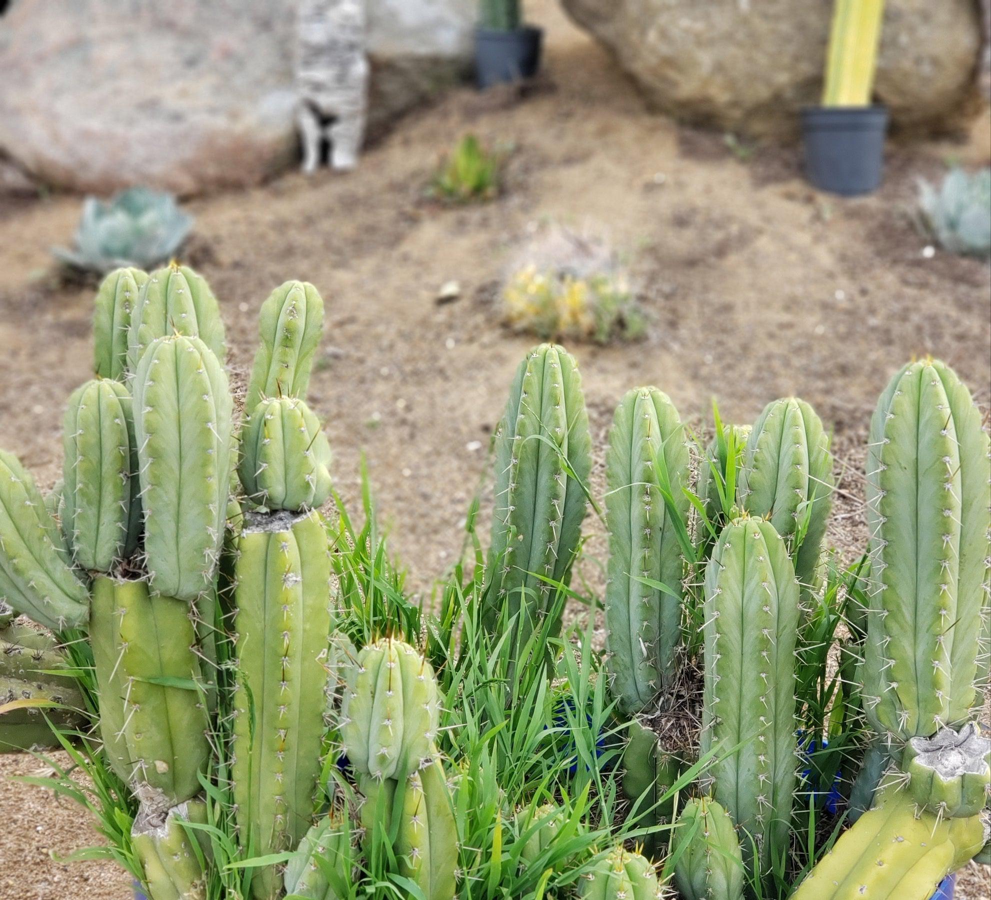 #EC69 EXACT Trichocereus Peruvianus Victoria Cactus Cutting 7-8"-Cactus - Large - Exact-The Succulent Source