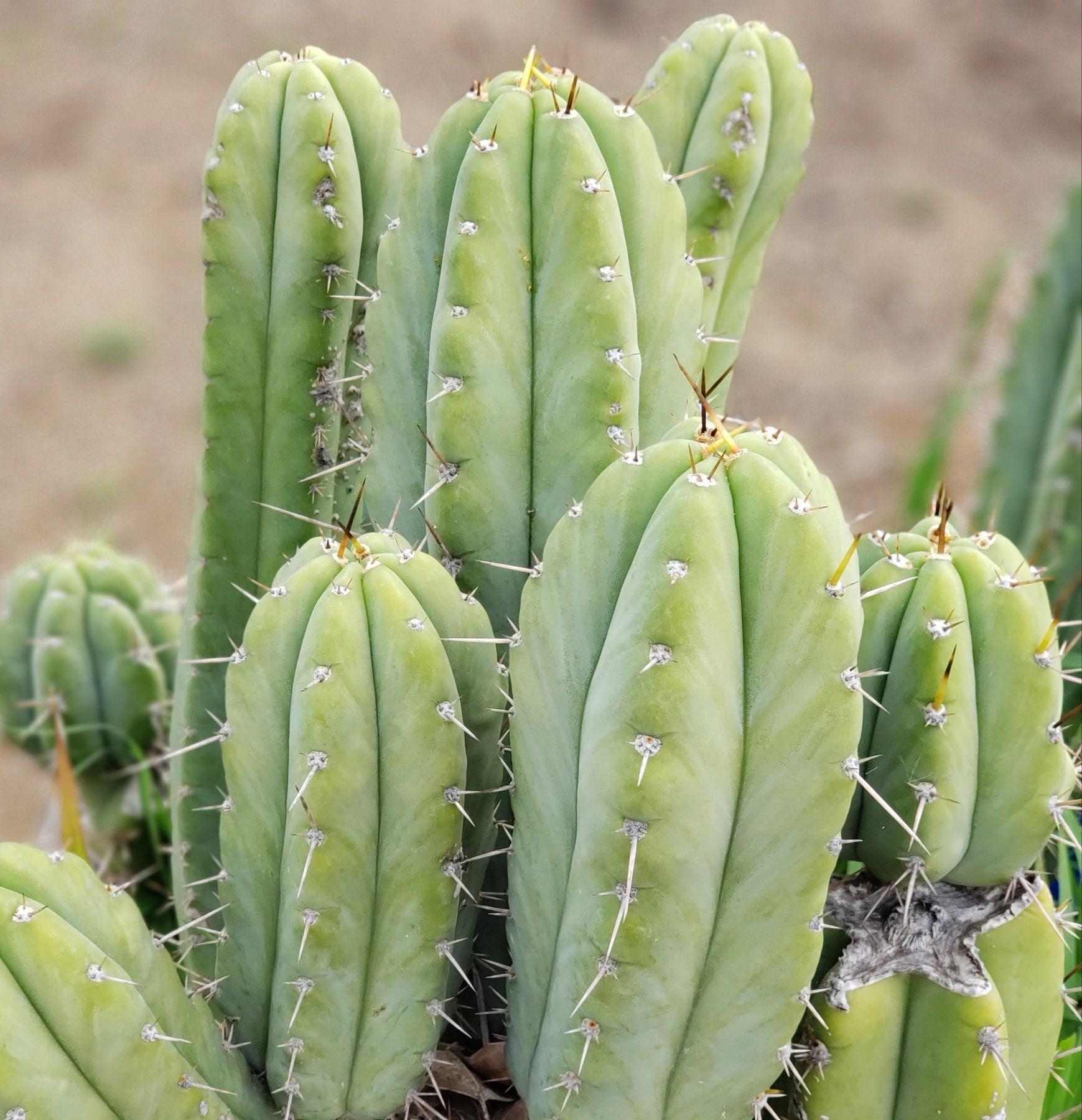 #EC69 EXACT Trichocereus Peruvianus Victoria Cactus Cutting 7-8"-Cactus - Large - Exact-The Succulent Source