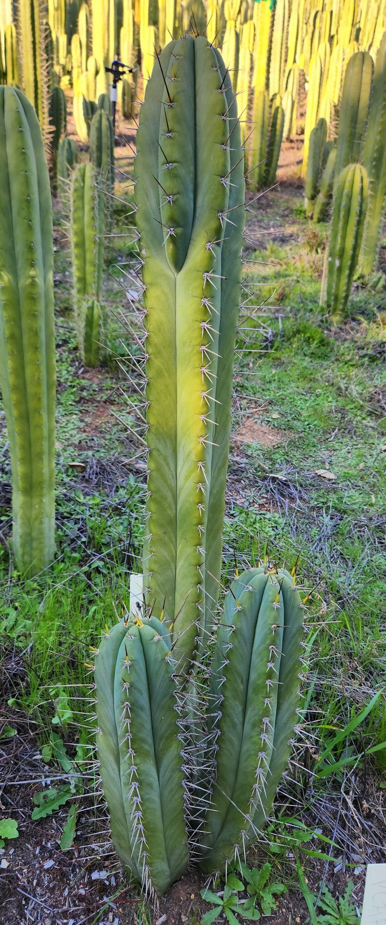 #EC69 EXACT Trichocereus Peruvianus Victoria Cactus Cutting 7-8"