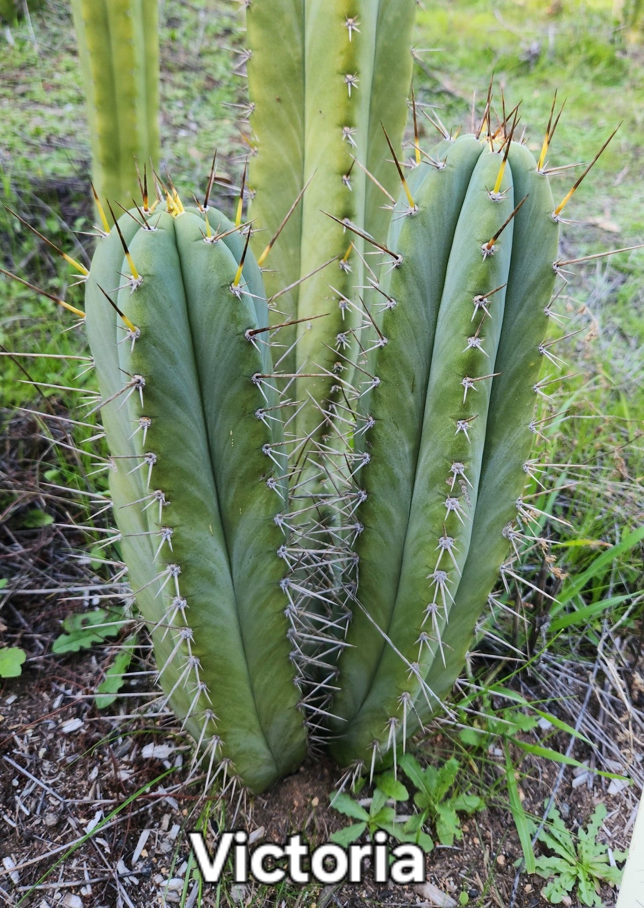 #EC69 EXACT Trichocereus Peruvianus Victoria Cactus Cutting 7-8"-Cactus - Large - Exact-The Succulent Source