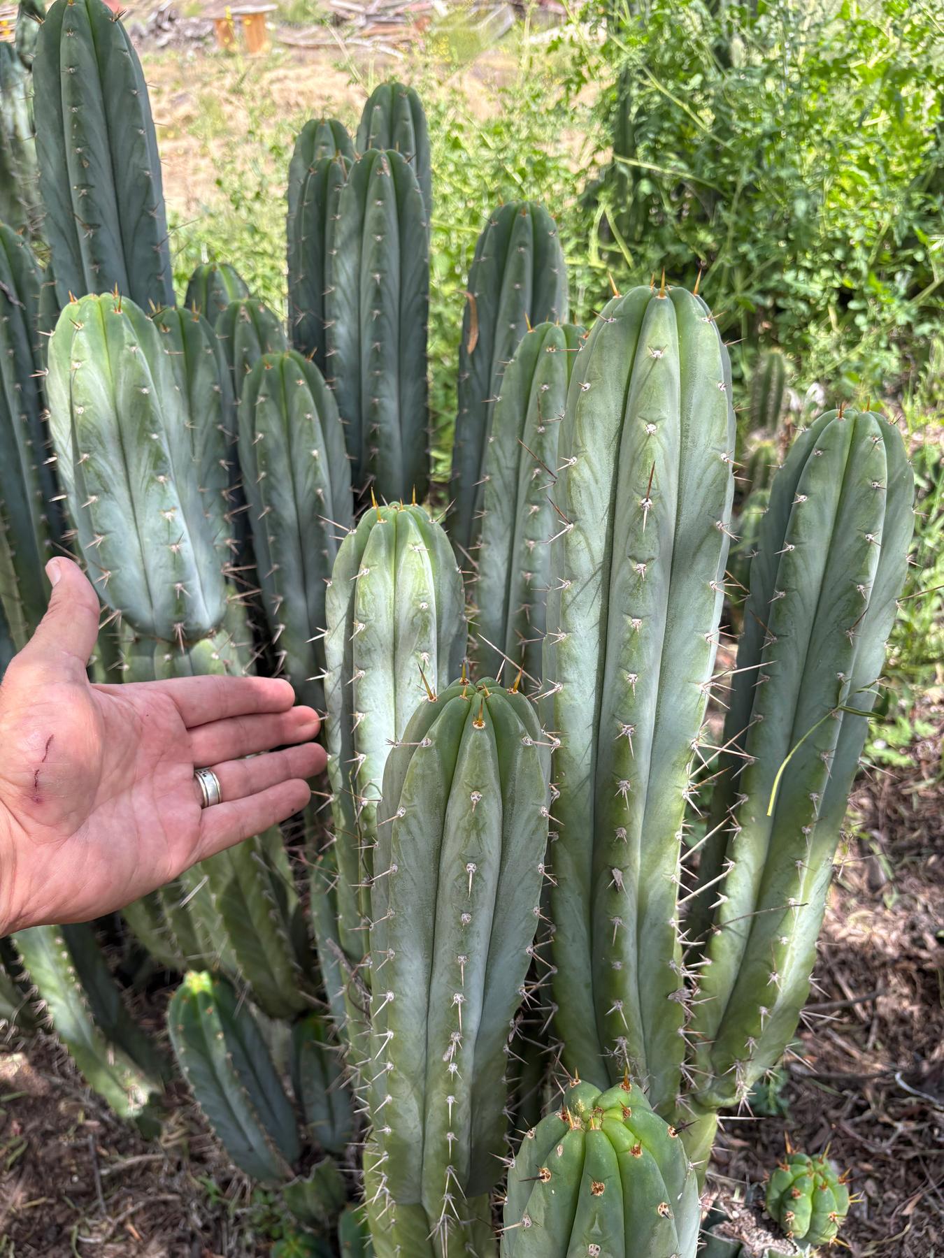 #EC69 Trichocereus Peruvianus Victoria Cactus Cutting 7-8"-Cactus - Large - Exact-The Succulent Source