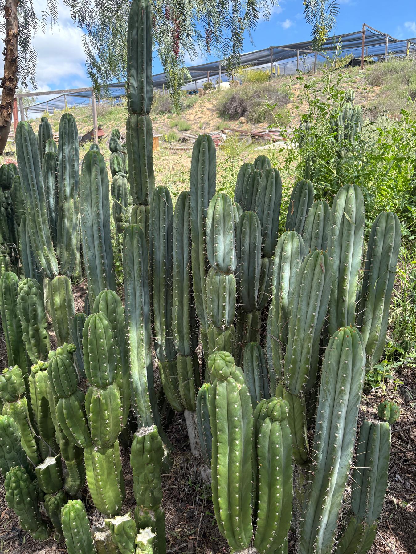 EC69 Trichocereus Peruvianus Victoria Cactus Cutting 7-8