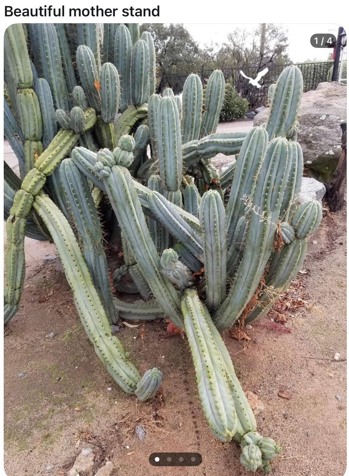 EC69 Trichocereus Peruvianus Victoria Cactus Cutting 7-8