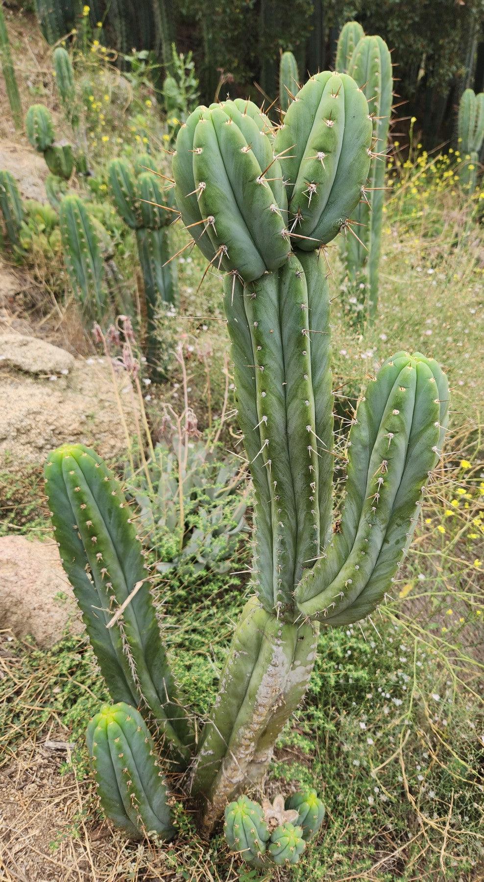 #EC69 EXACT Trichocereus Peruvianus Victoria Cactus Cutting 7-8"-Cactus - Large - Exact-The Succulent Source