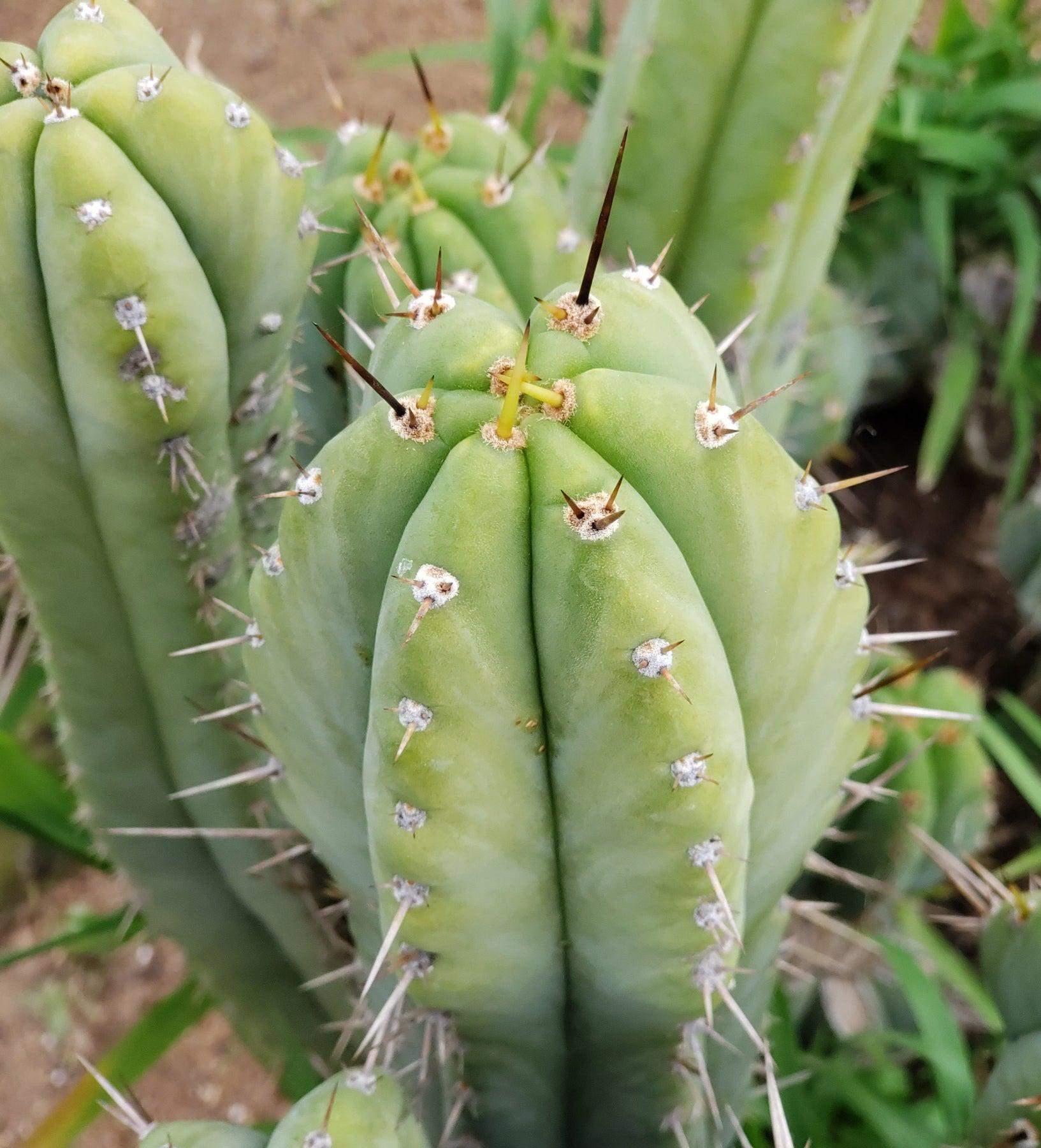 #EC69 EXACT Trichocereus Peruvianus Victoria Cactus Cutting 7-8"-Cactus - Large - Exact-The Succulent Source