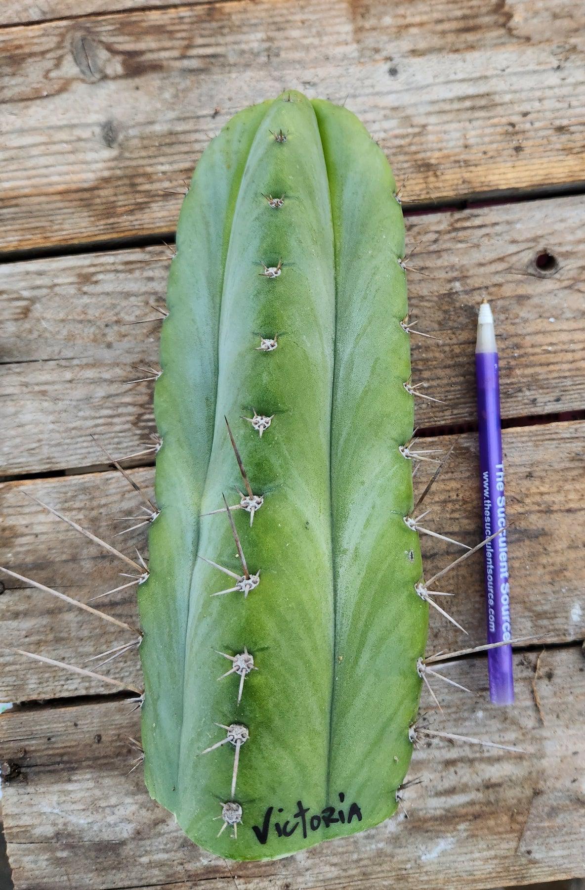 #EC69 EXACT Trichocereus Peruvianus Victoria Cactus Cutting 7-8"-Cactus - Large - Exact-The Succulent Source