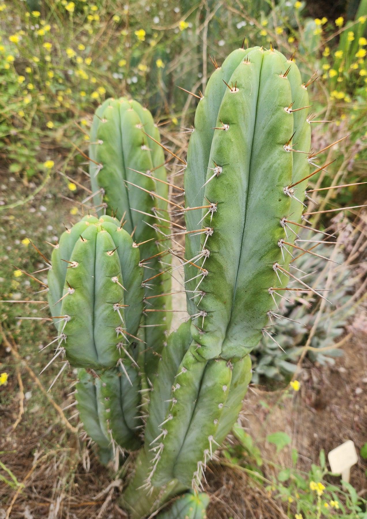 #EC69 EXACT Trichocereus Peruvianus Victoria Cactus Cutting 7-8"-Cactus - Large - Exact-The Succulent Source